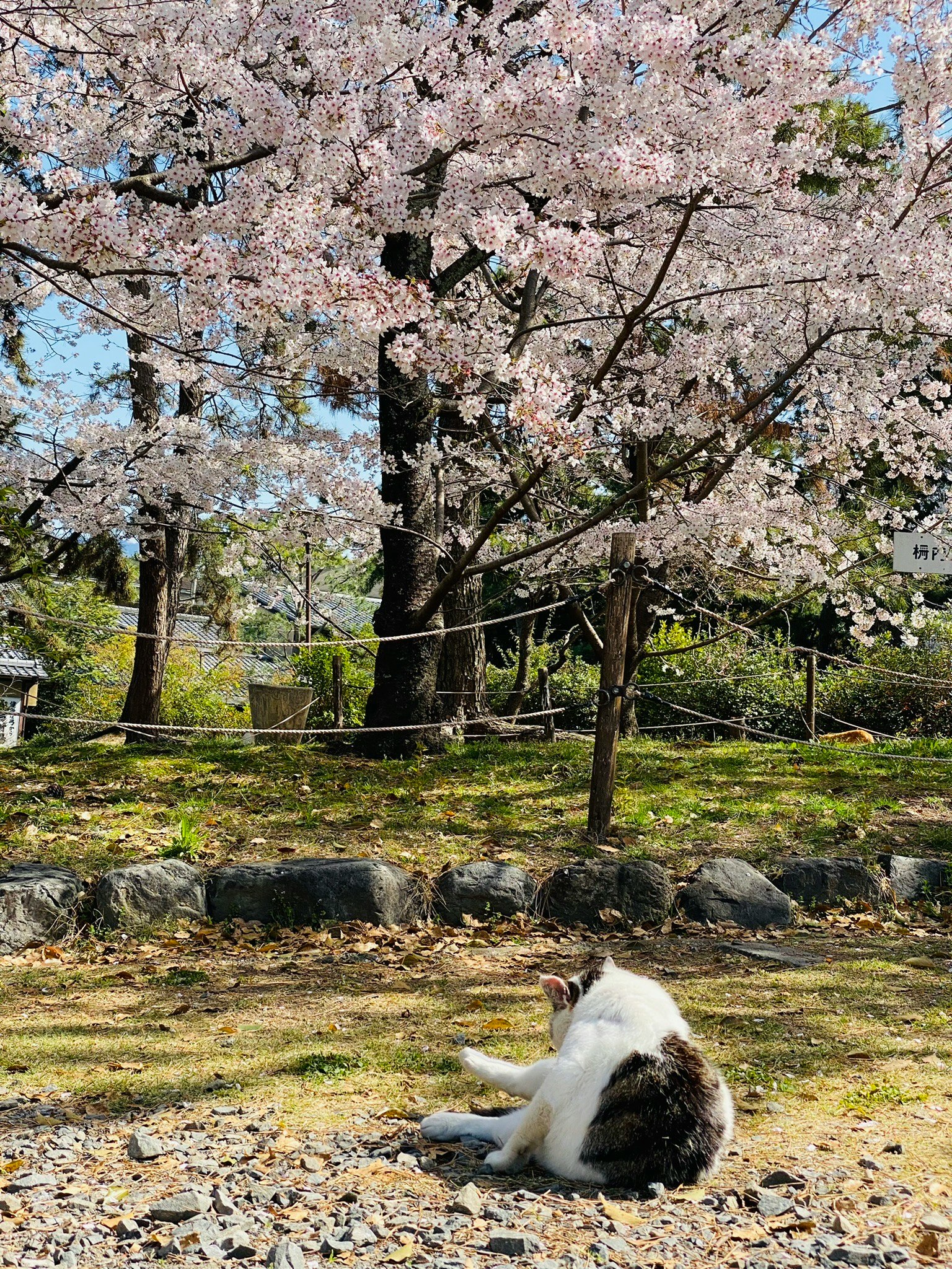 Un chat se reposant sous un cerisier en fleurs