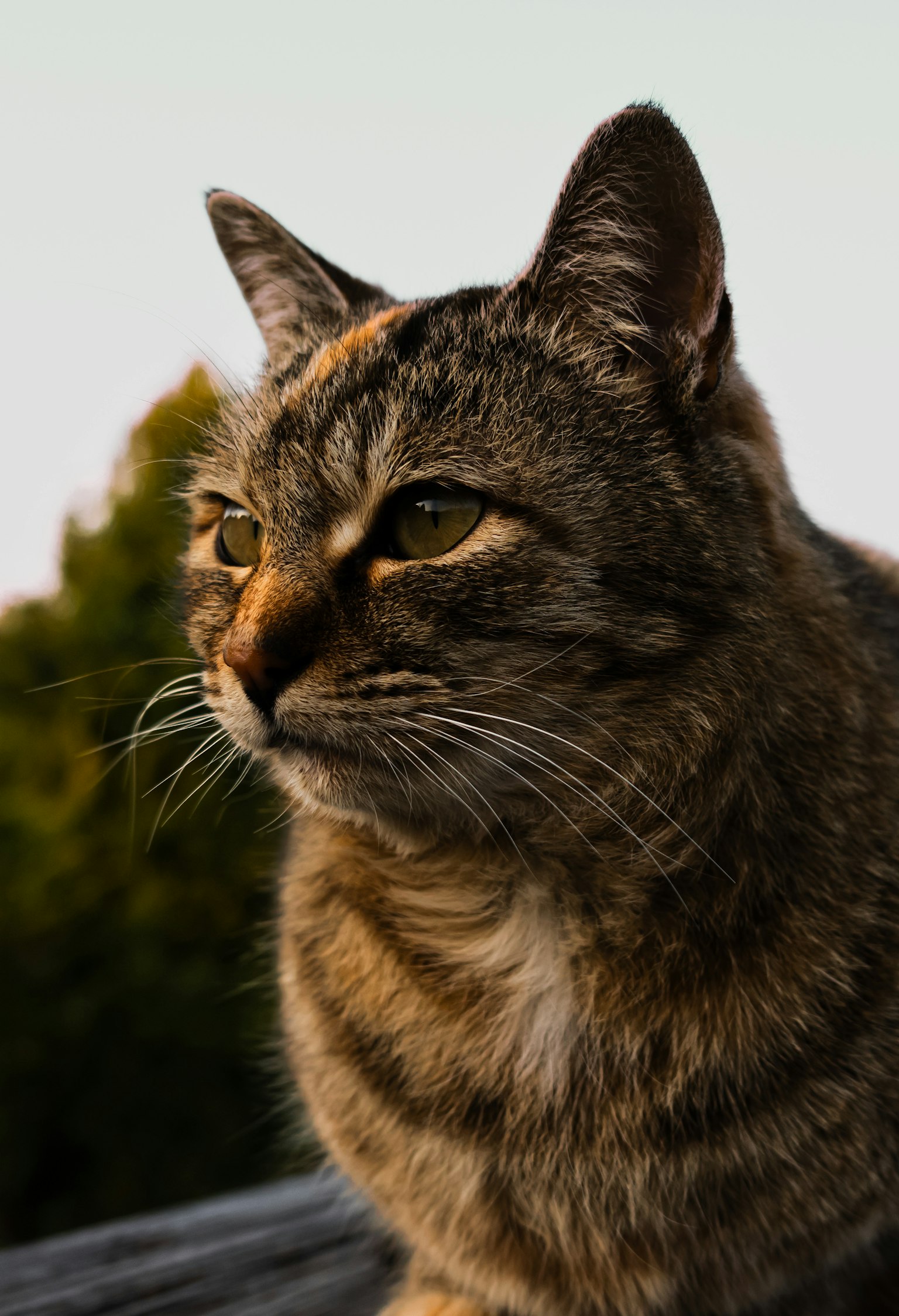 Un gato atigrado marrón mirando de lado con árboles verdes al fondo