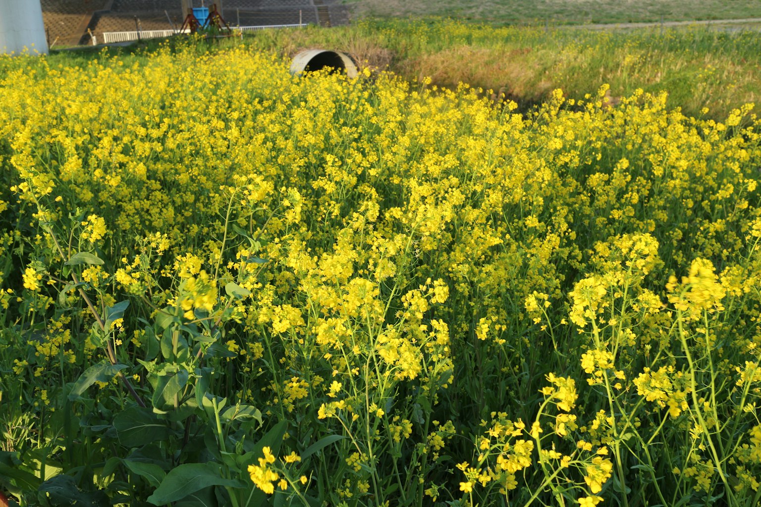 Vibrant yellow rapeseed flowers blooming in a vast field
