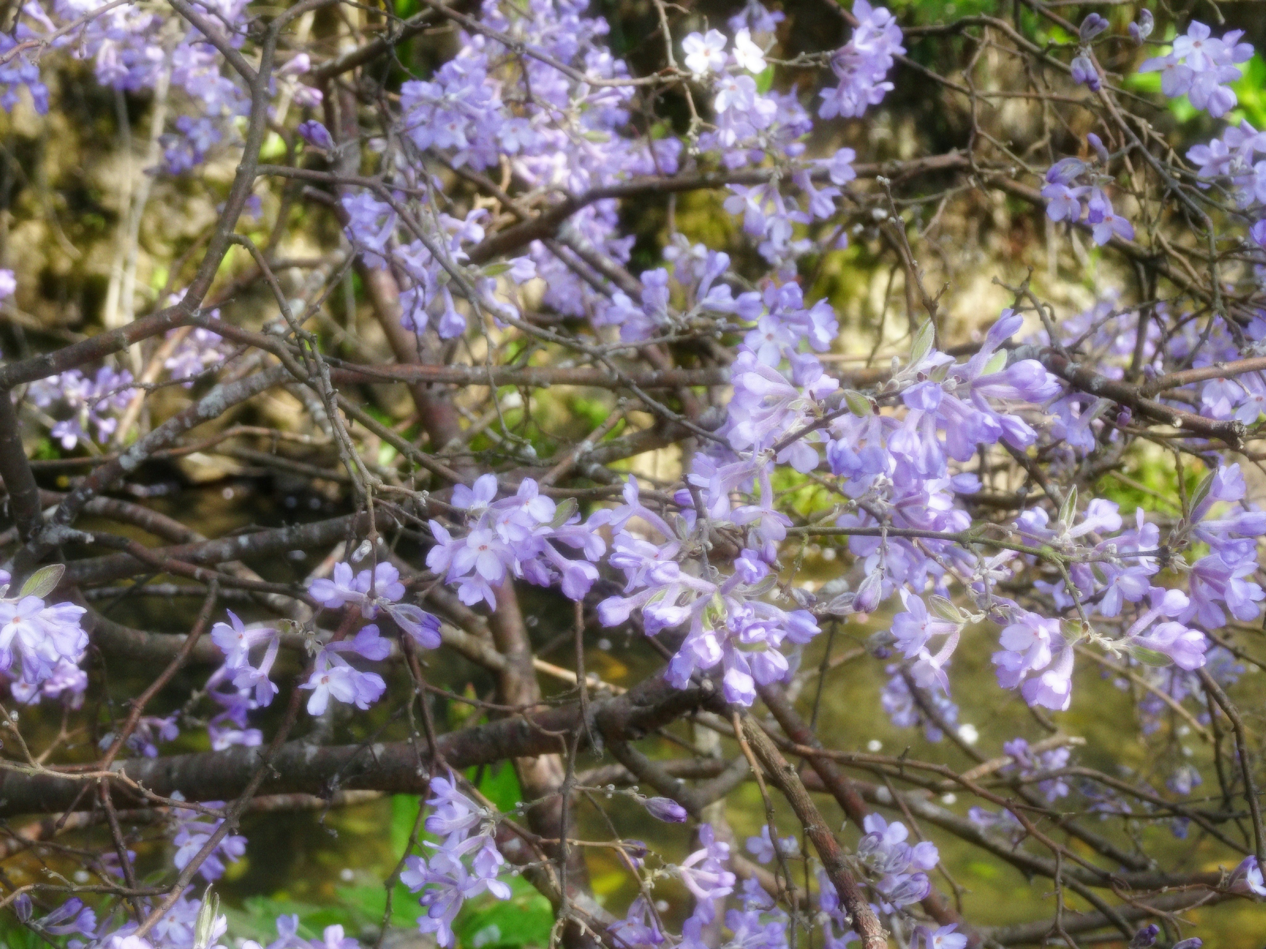 春季樹枝上盛開的紫色花朵