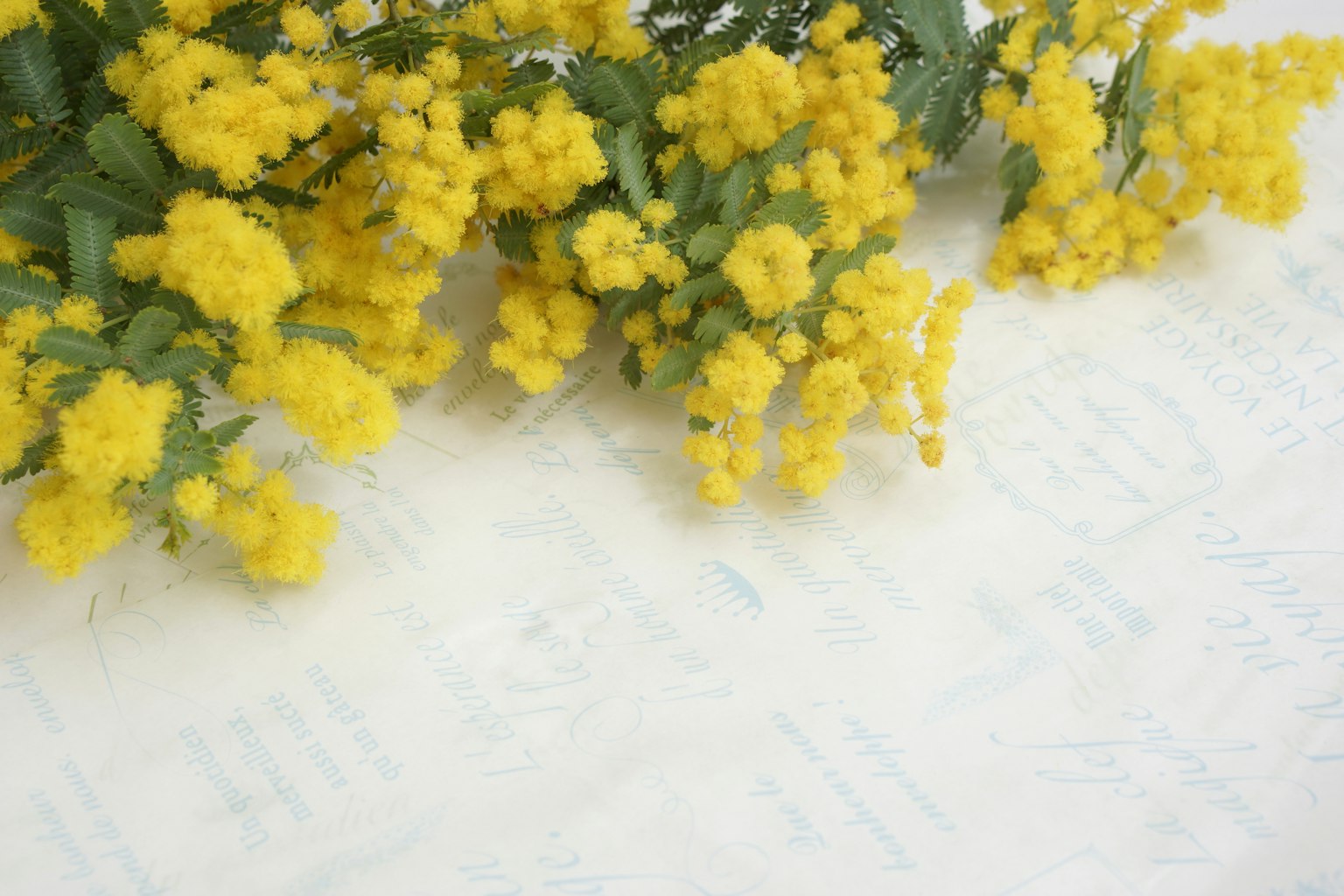 Ein lebhaftes Bouquet aus gelben Mimosenblumen vor einem weißen Hintergrund