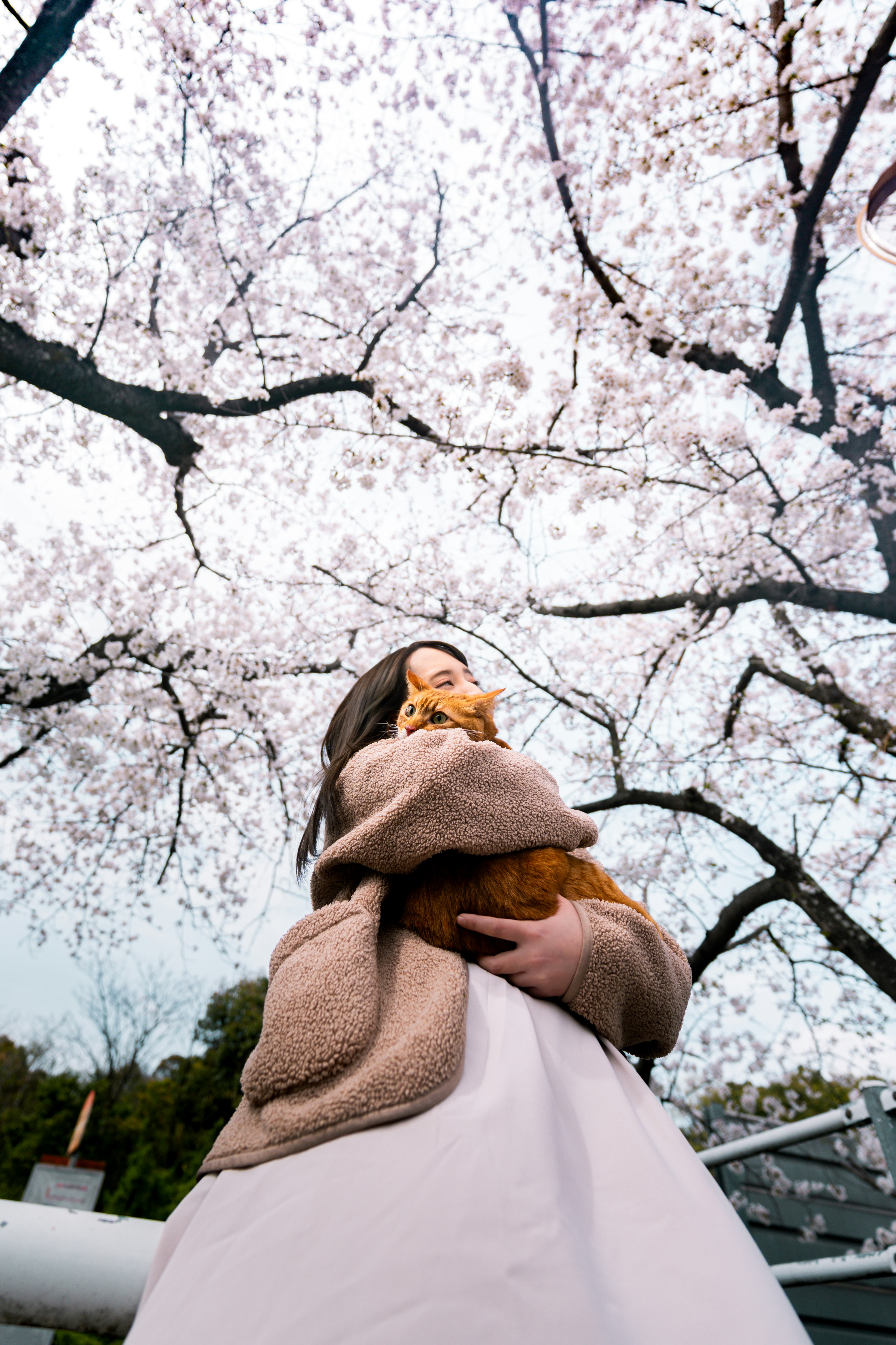 桜の木の下で猫を抱く人