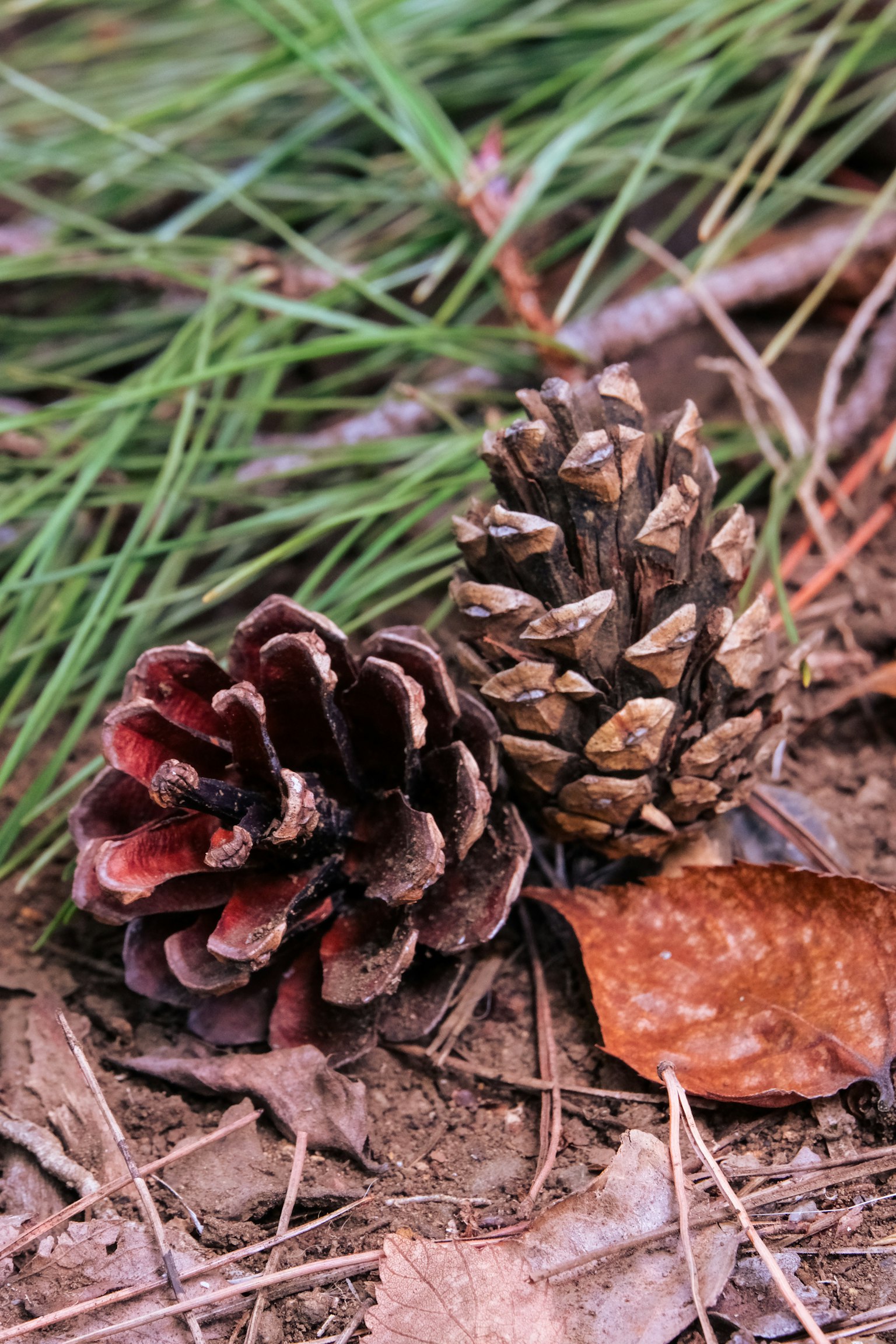 Foto close-up kerucut pinus satu coklat kemerahan dan satu coklat dikelilingi oleh jarum pinus dan selembar daun
