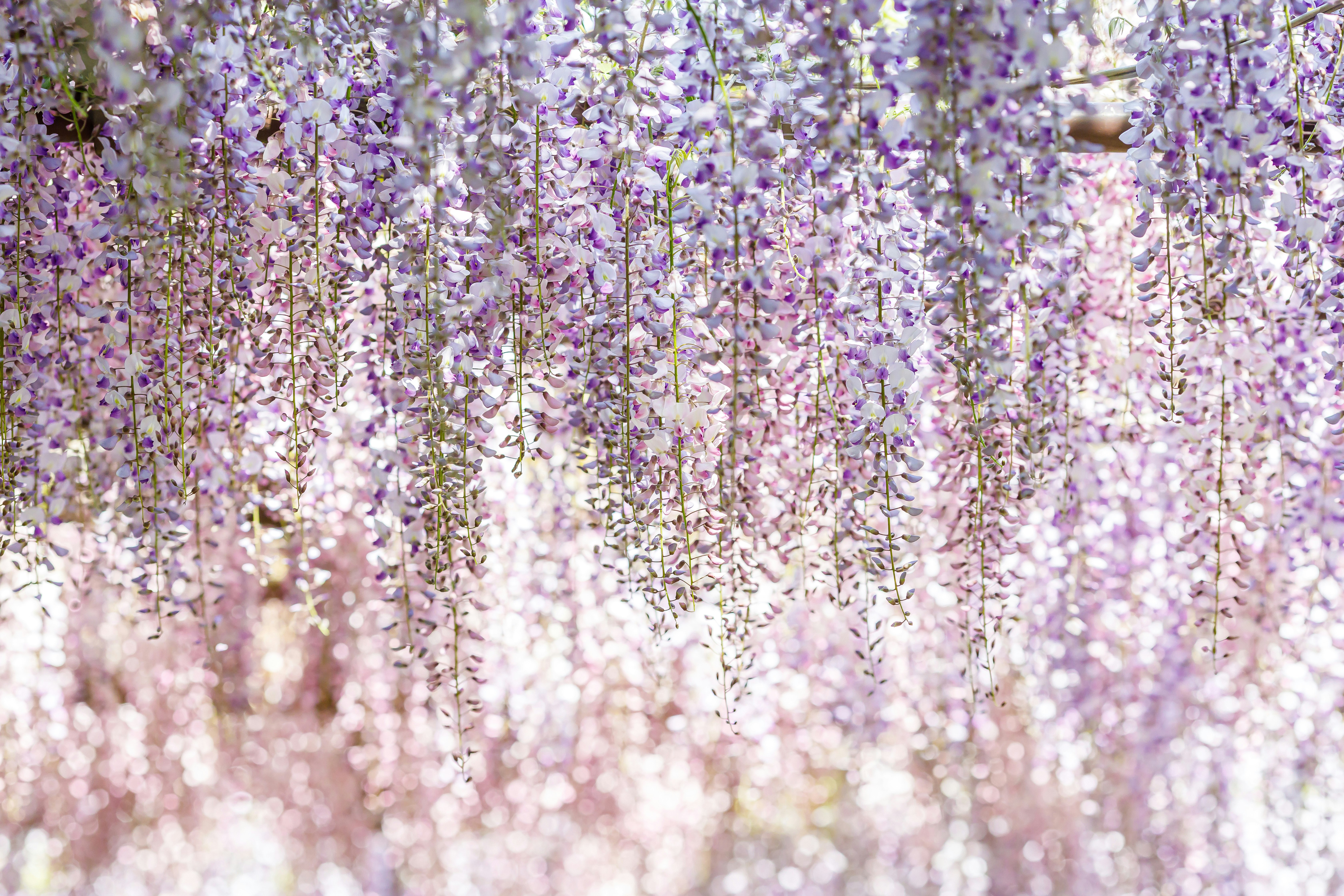 藤の花が垂れ下がる春の花のトンネル