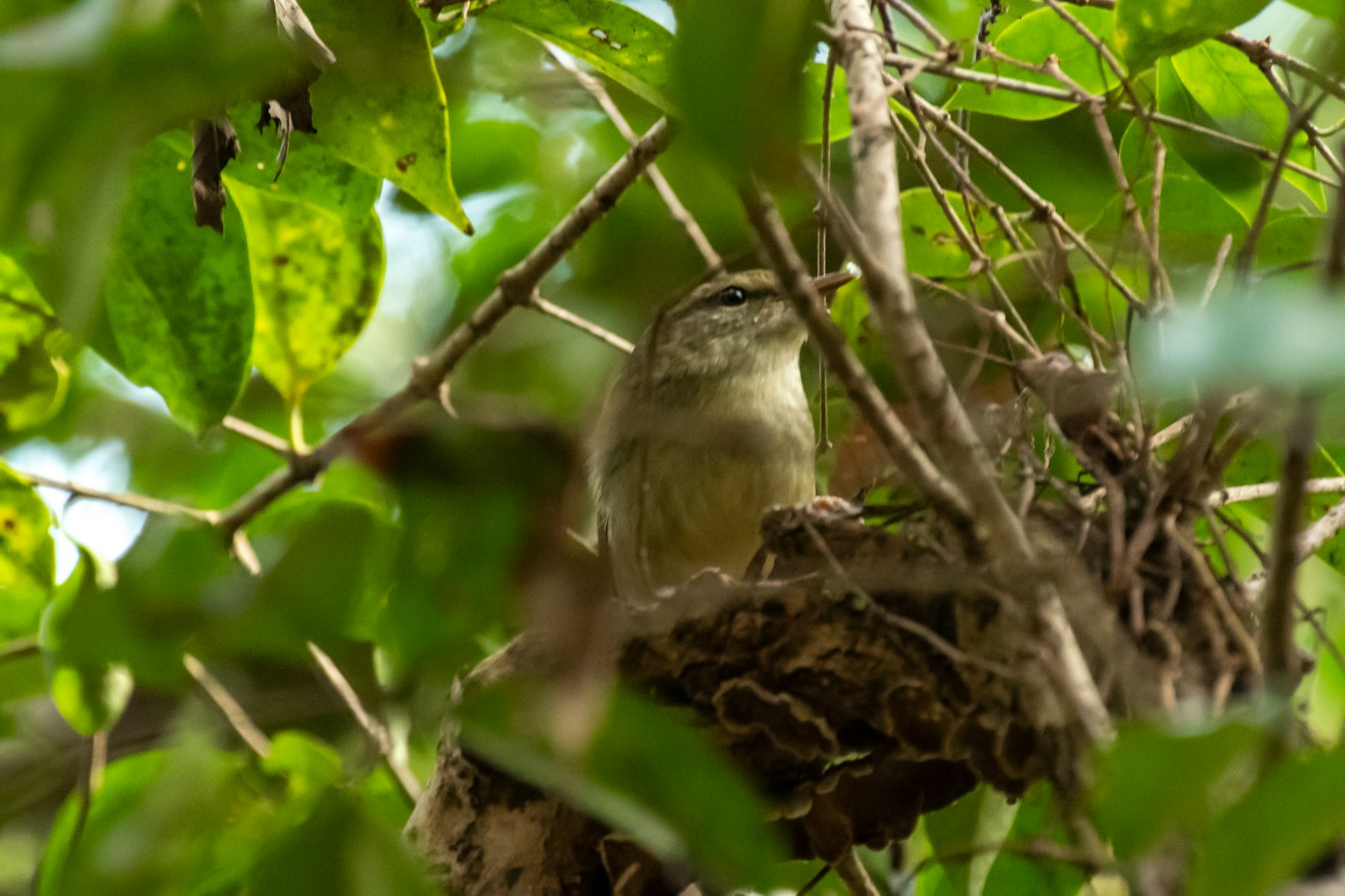 Un piccolo uccello in un nido tra le foglie verdi