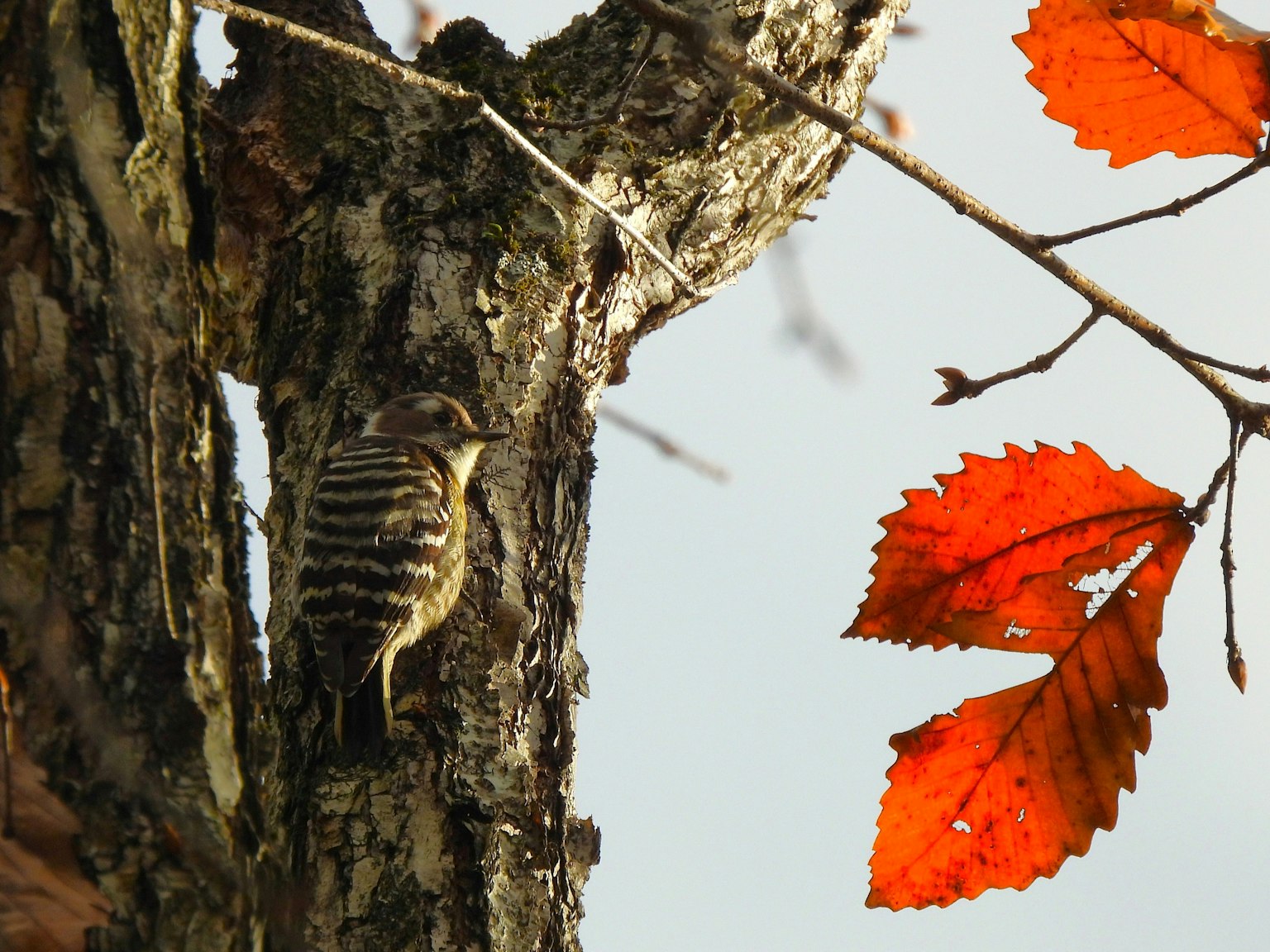 Un pequeño pájaro posado en un árbol con hojas rojas llamativas