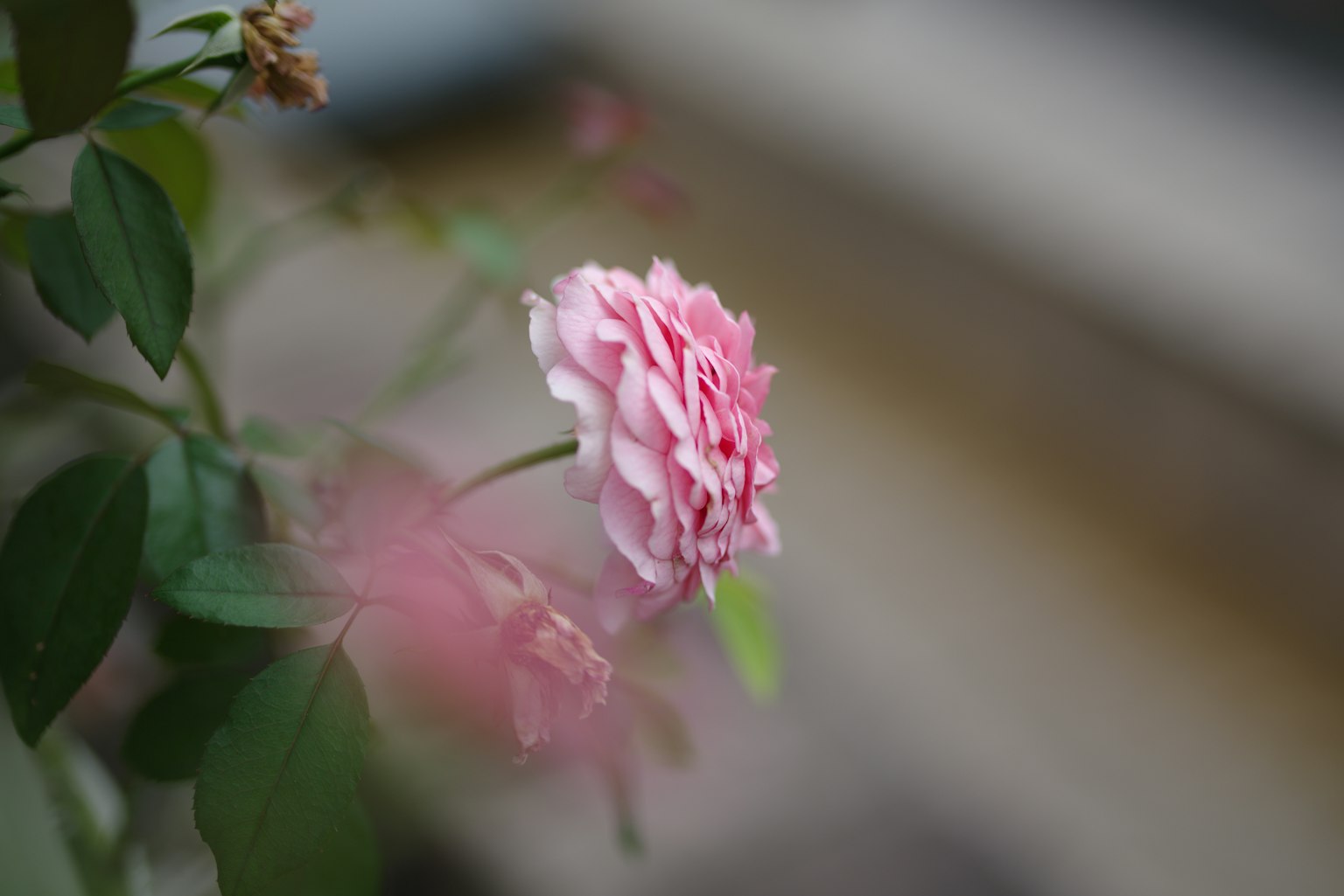 Mawar pink yang indah dikelilingi daun hijau