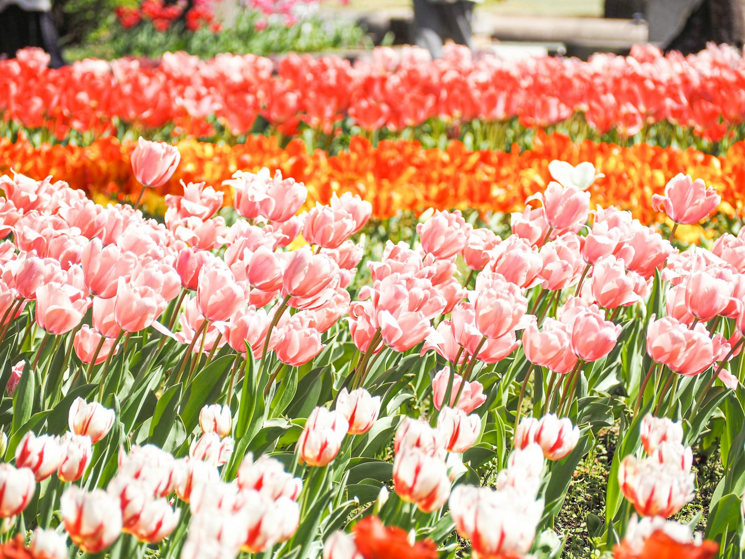 Bunter Tulpenfeld mit rosa orange und weißen Blumen