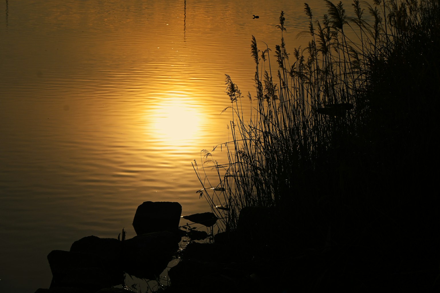 Reflejo del atardecer en el agua con siluetas de hierba