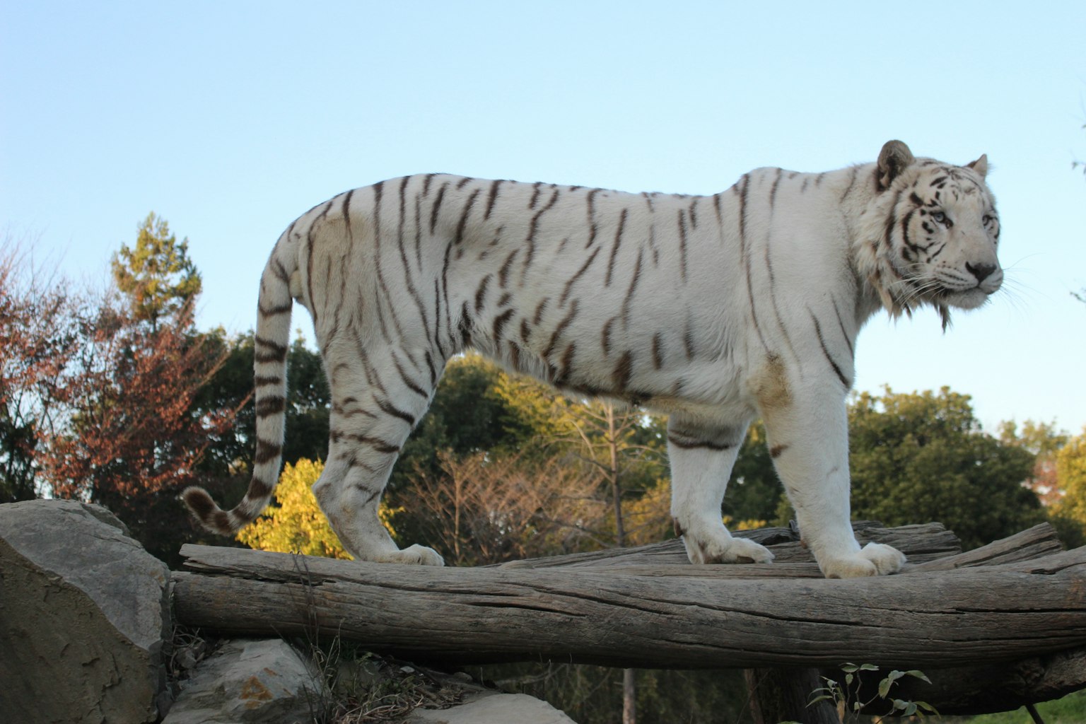 Tigre blanco de pie sobre un tronco en un entorno natural