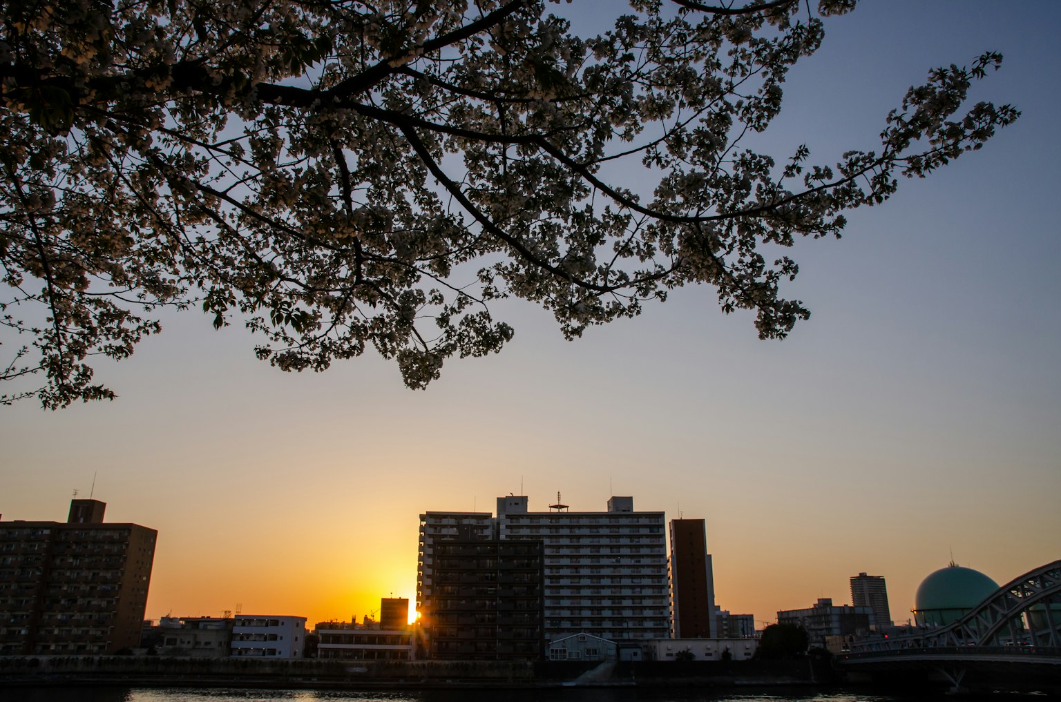 Städtische Landschaft am Fluss bei Sonnenuntergang mit Kirschbaumzweigen