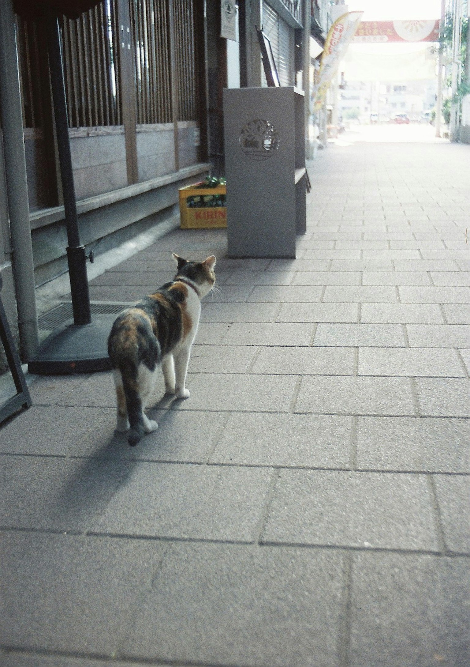Gato calico caminando por una tranquila calle comercial
