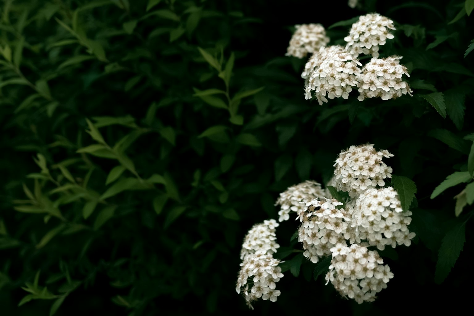 Fleurs blanches épanouies sur un fond vert