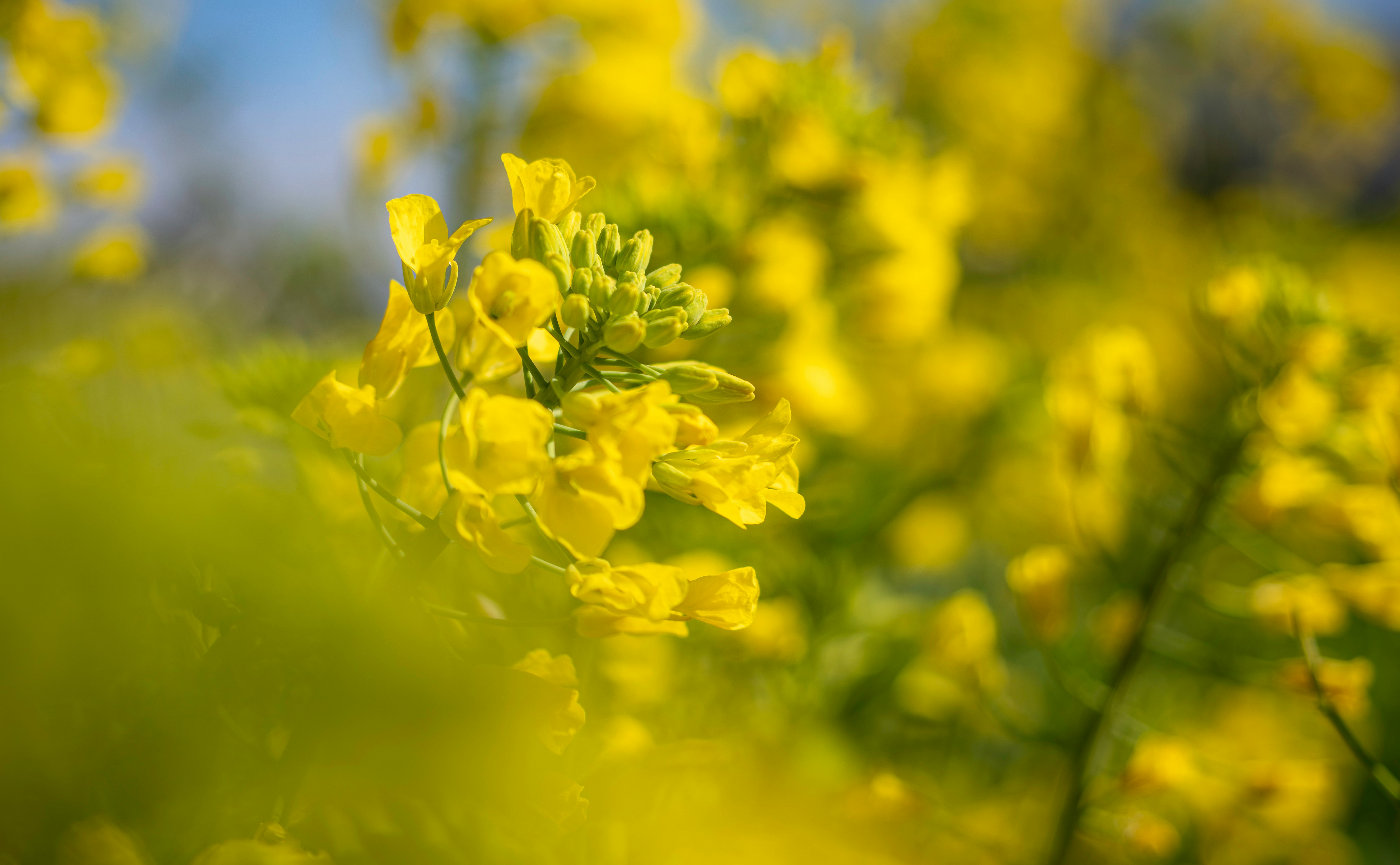 春の日の菜の花畑で咲く黄色い花