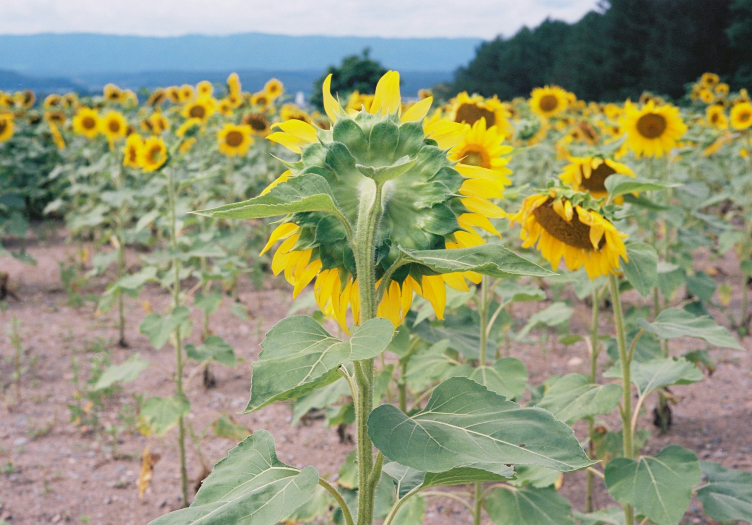 ひまわり畑の中で背を向けたひまわりの花とその周囲のひまわり