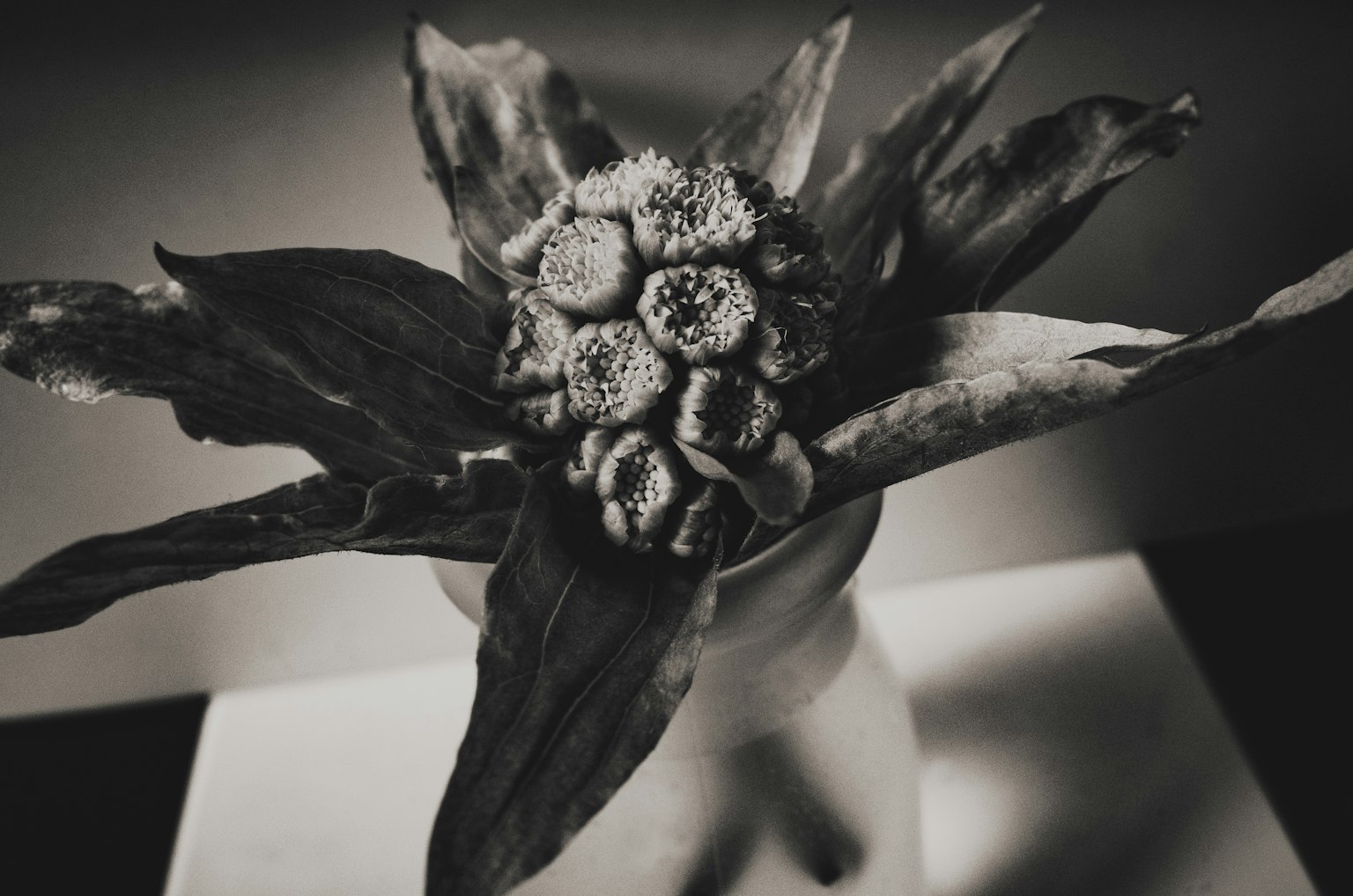 黑白花瓶中的獨特花卉排列