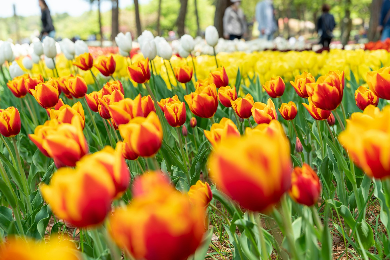 Un campo vibrante di tulipani con fiori rossi e arancioni