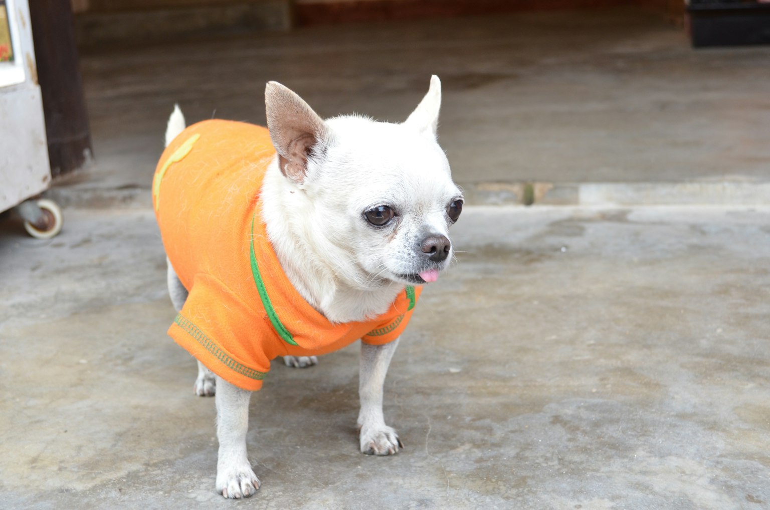 Un Chihuahua portant une chemise orange se tenant sur du béton