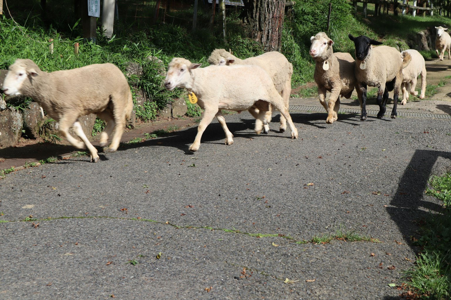 Un groupe de moutons marchant sur une route