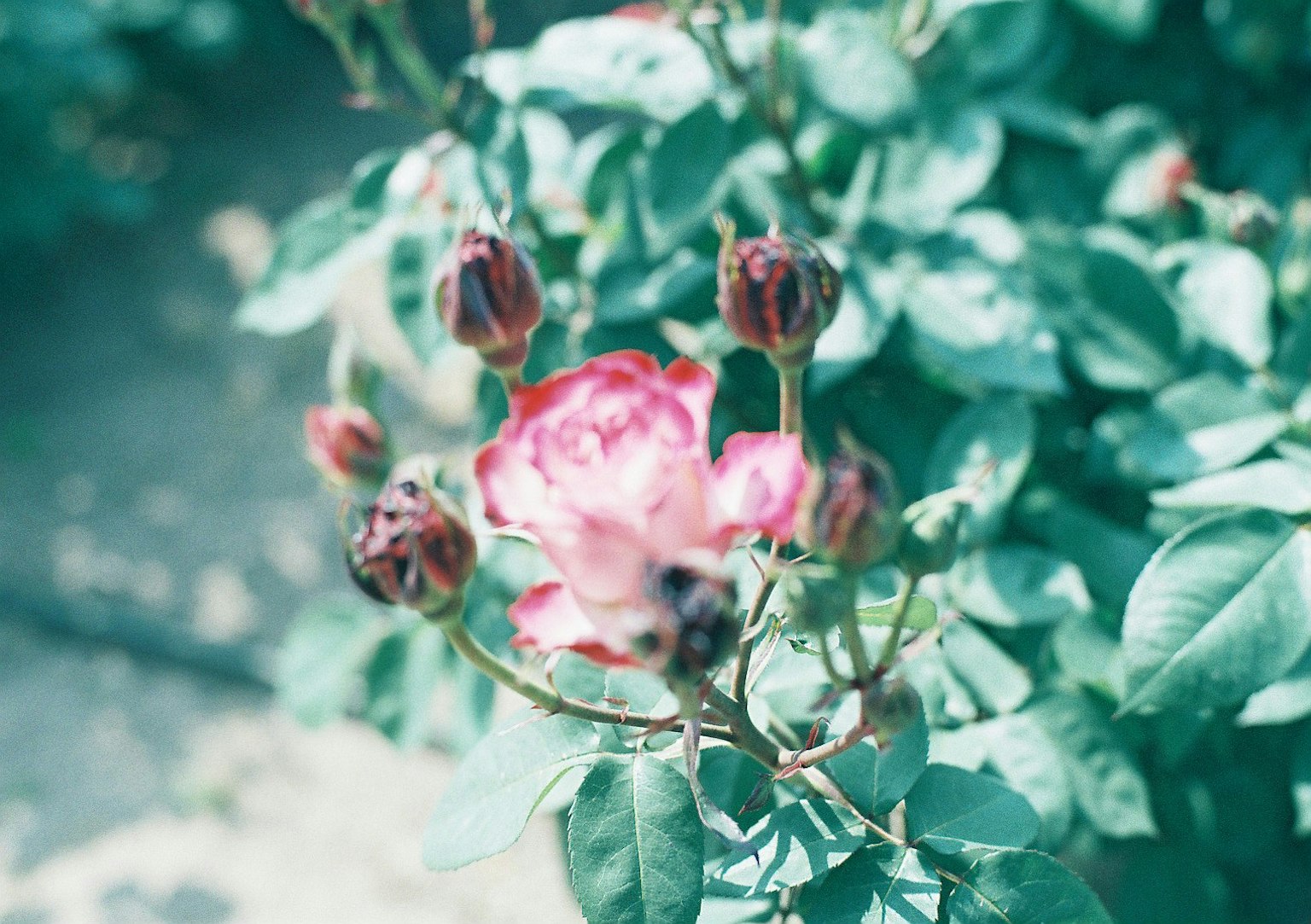 Rosa rosa con botones rodeada de hojas verdes