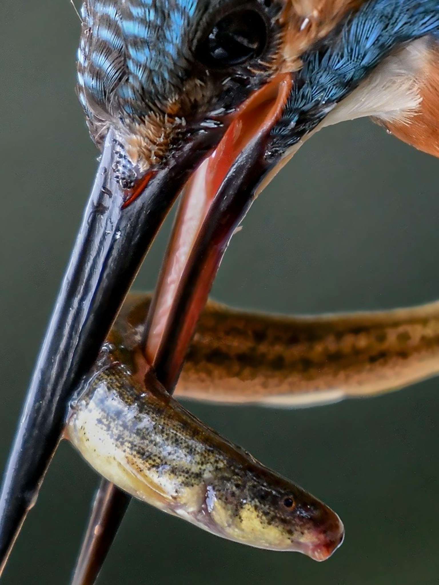Close-up of a kingfisher catching a fish