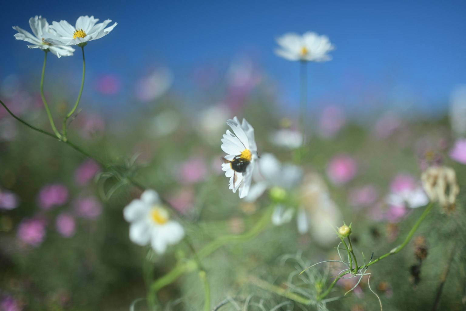 Un bourdon se reposant sur des fleurs blanches parmi des fleurs roses sous un ciel bleu