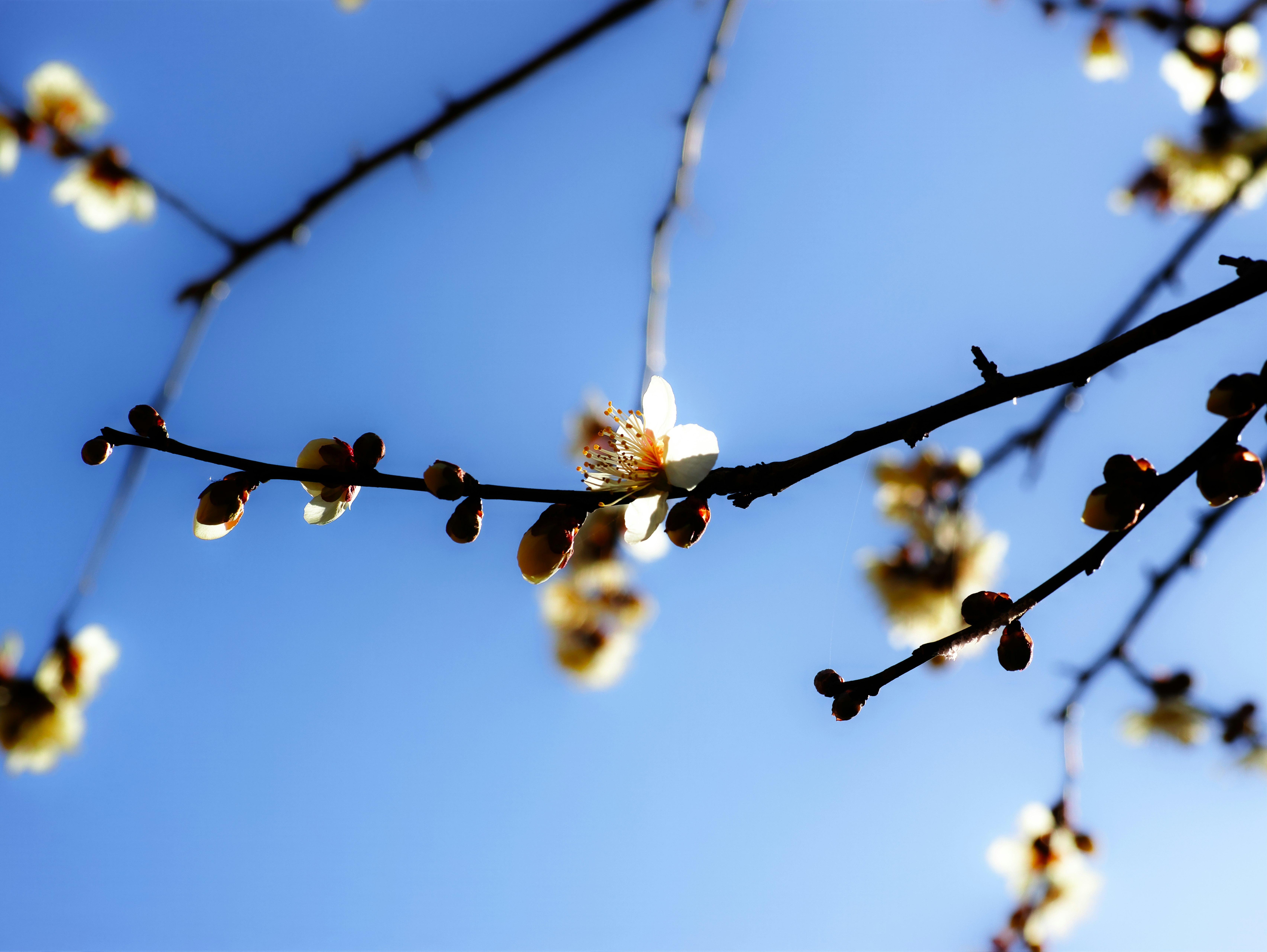 青空に伸びる枝と花のつぼみのある木々