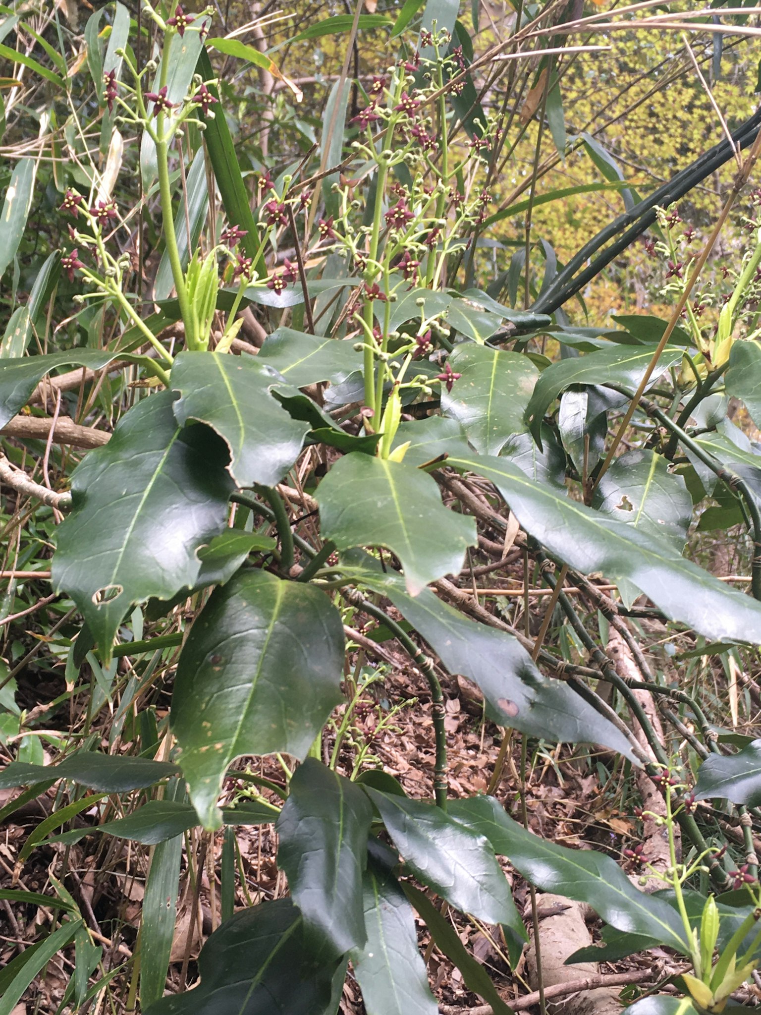 Close-up image of a plant with green leaves and new buds