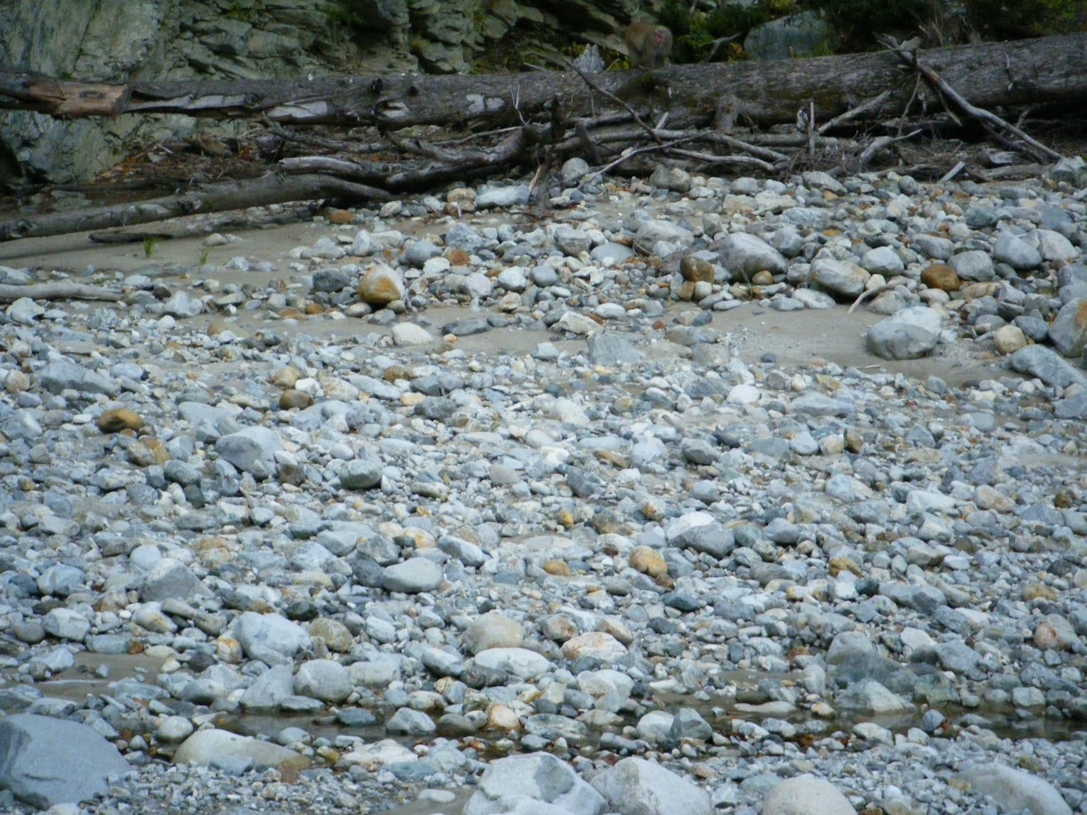 Riverbed landscape scattered with stones and logs