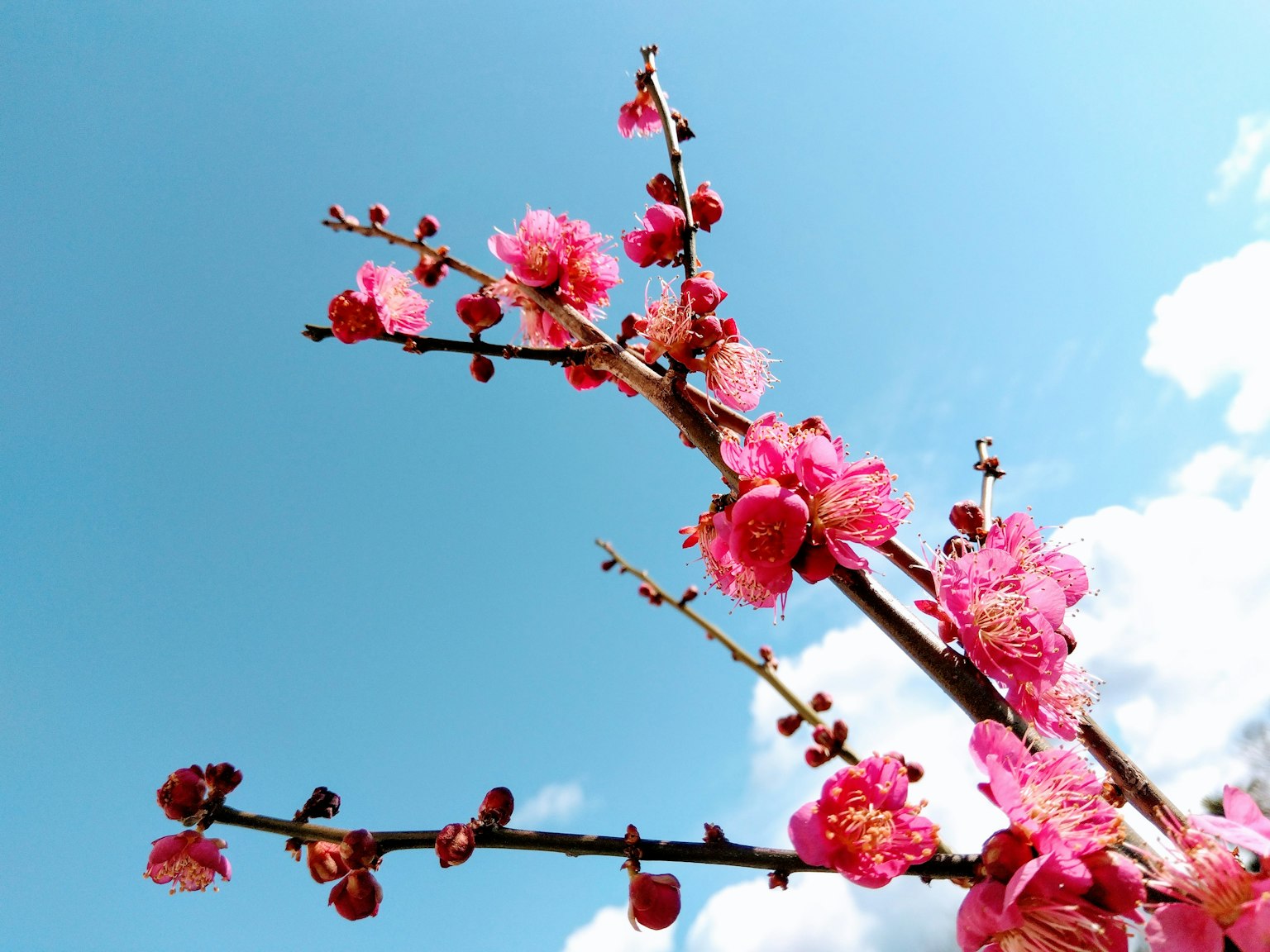 Cabang bunga sakura mekar di latar belakang langit biru