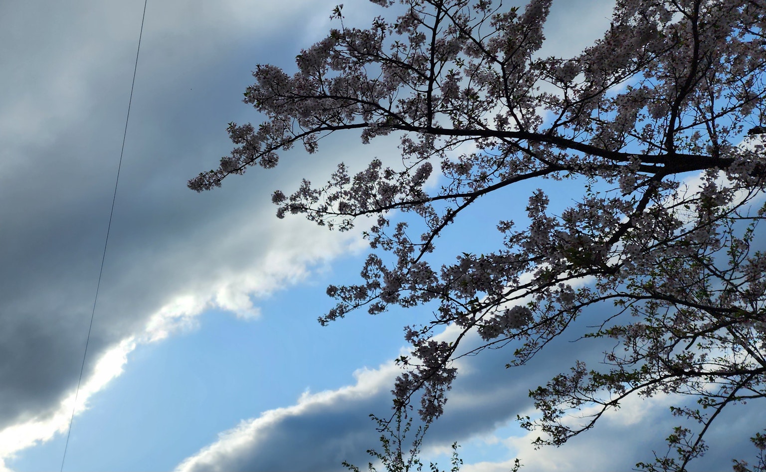 Fiori di ciliegio contro un cielo blu con nuvole