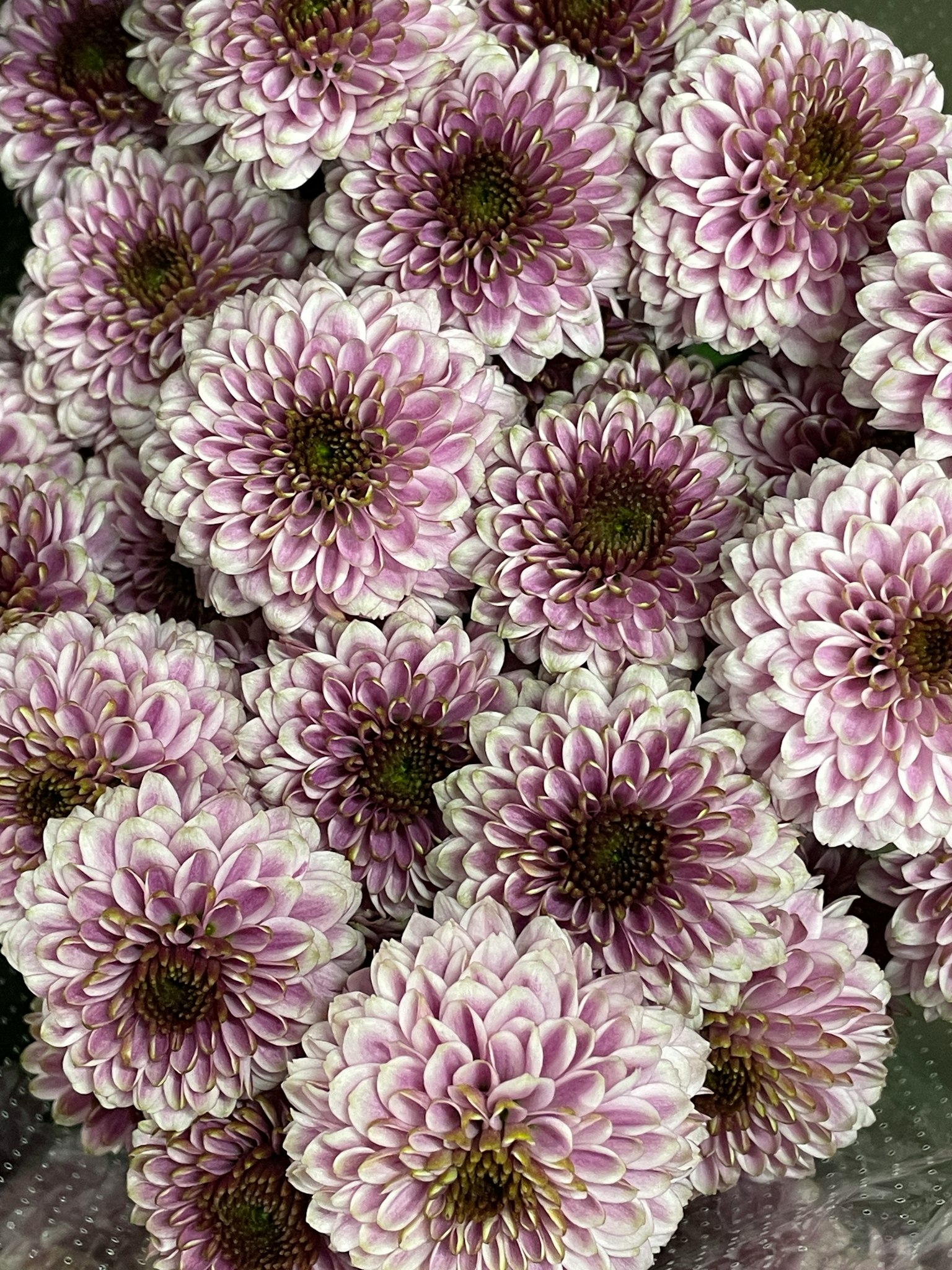 Image magnifique de fleurs de dahlias roses en grappes