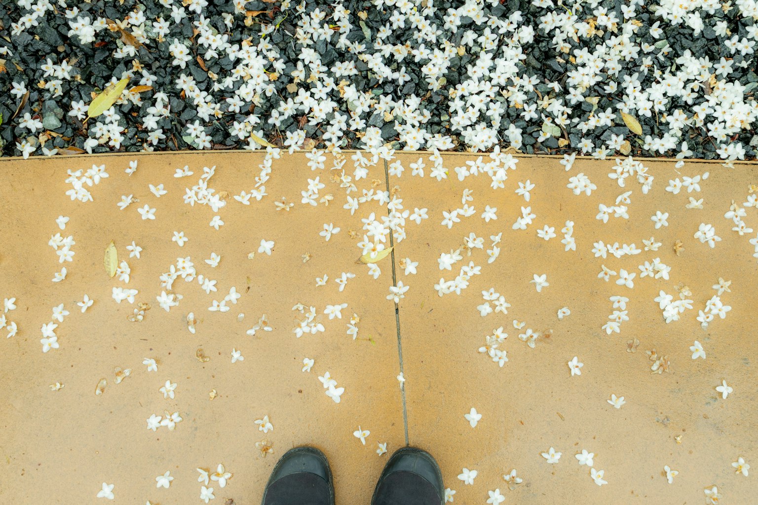 Zapatos en un camino cubierto de piedras negras y pétalos de flores blancas