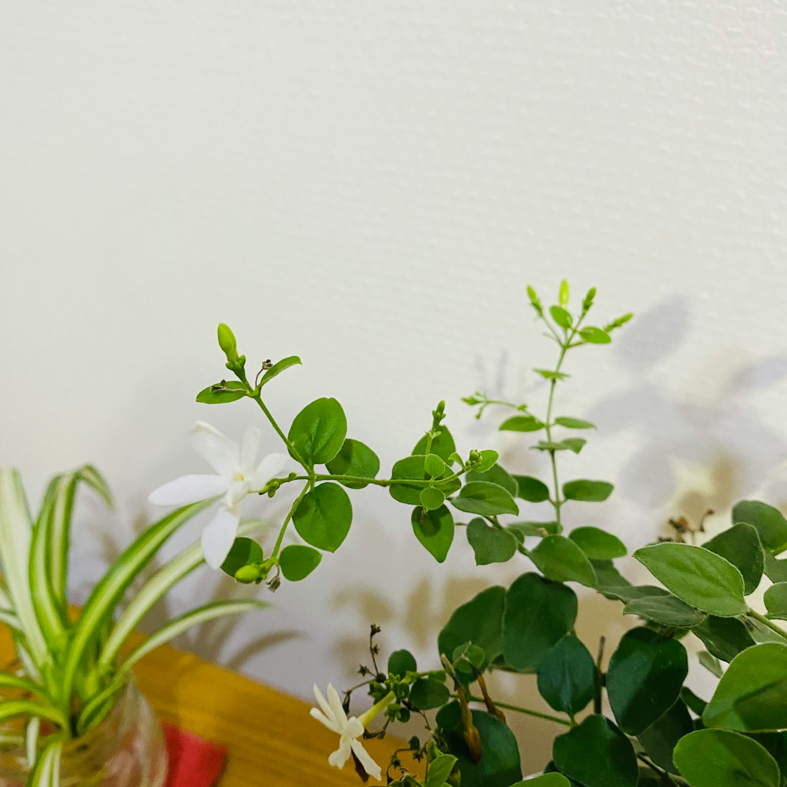 Gros plan d'une plante avec des fleurs blanches et des feuilles vertes
