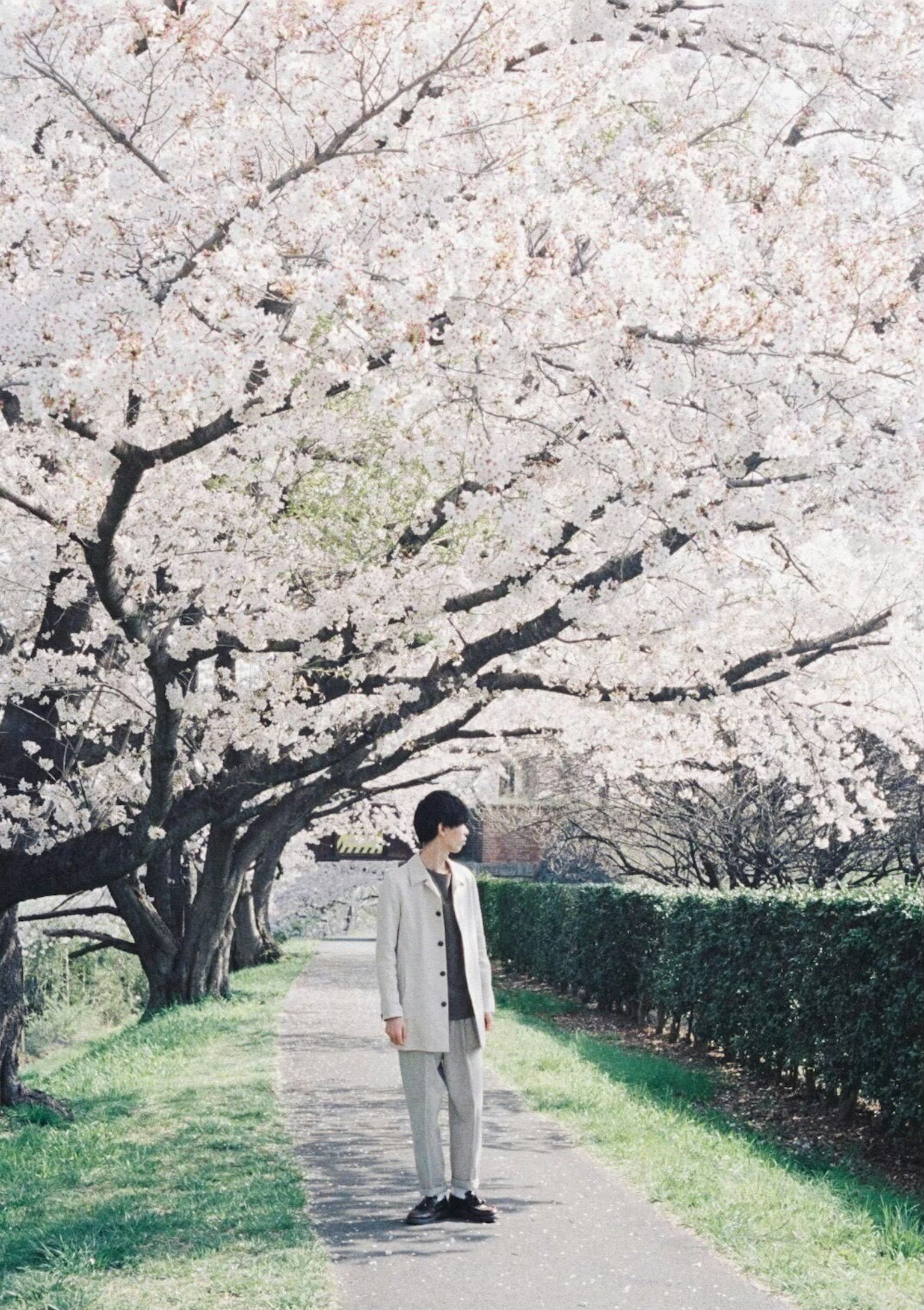 A man standing under cherry blossom trees in spring scenery with soft colors