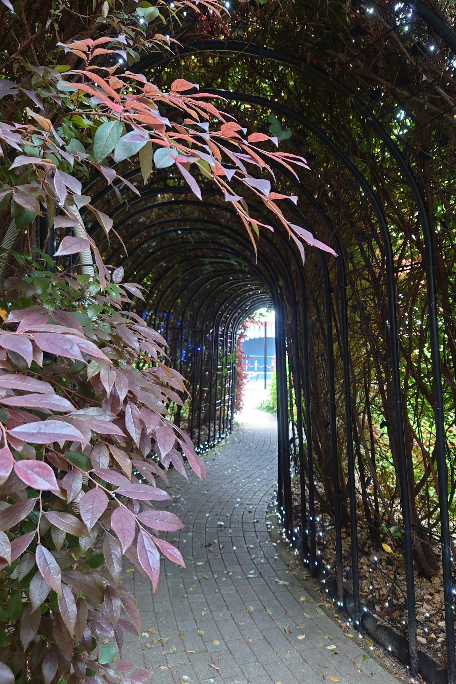 Archway tunnel surrounded by green and purple leaves