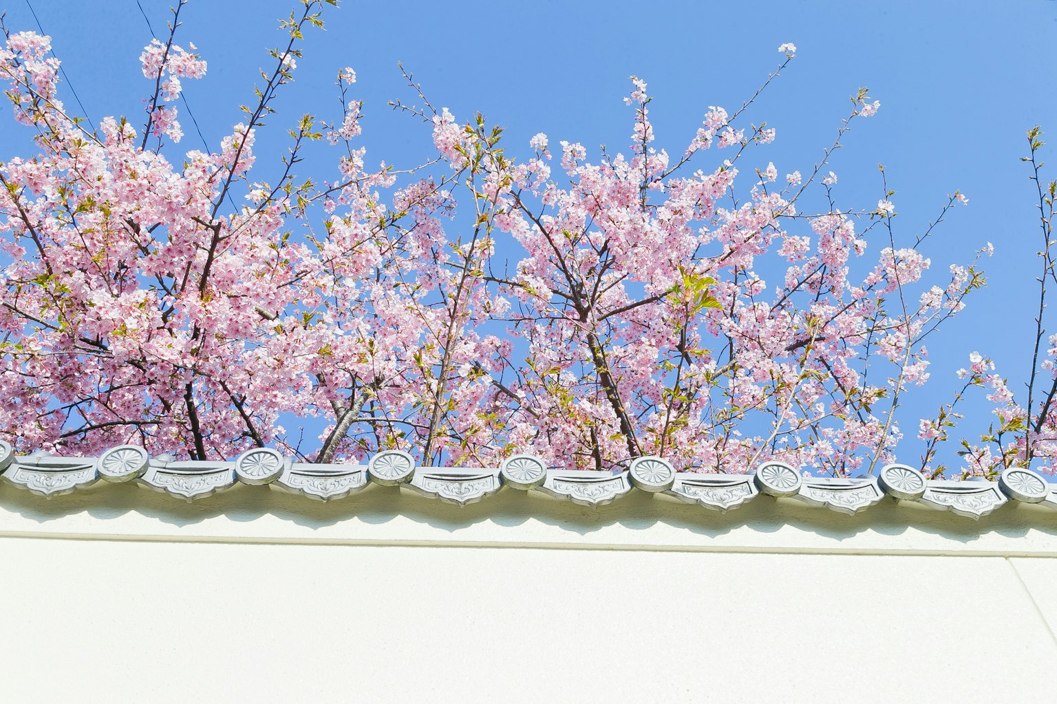 Flores de cerezo floreciendo bajo un cielo azul con una pared blanca