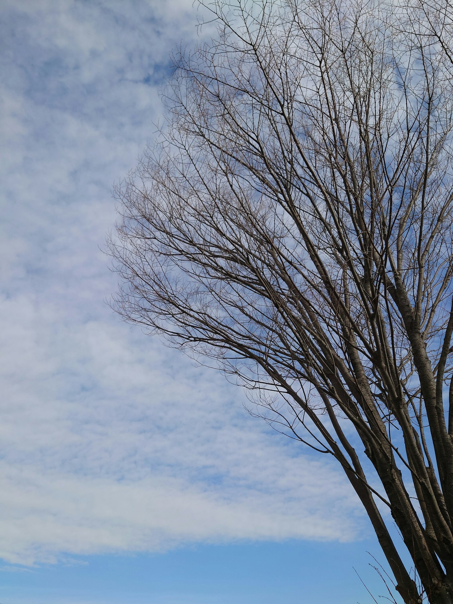 A winter tree with bare branches under a blue sky