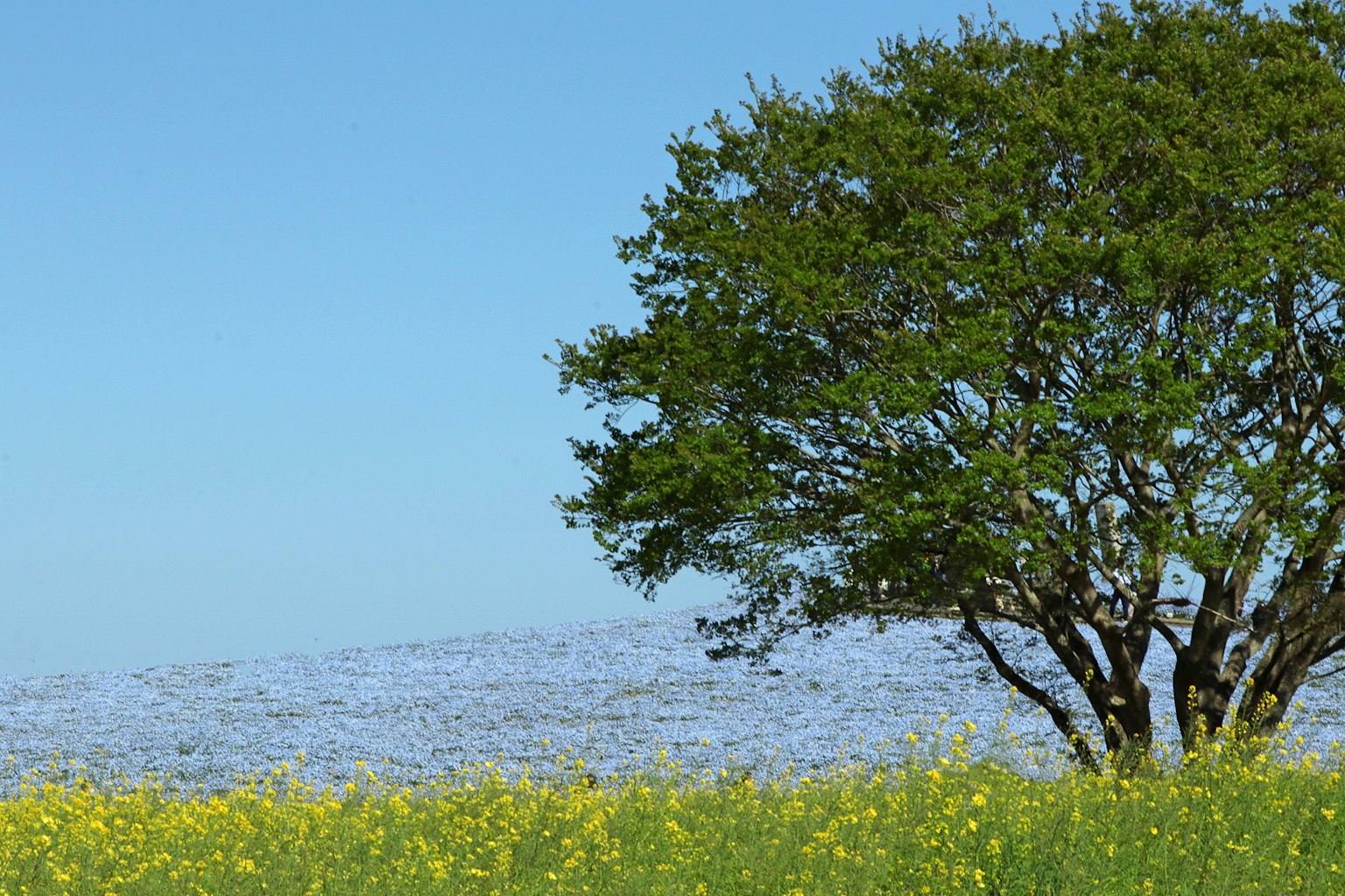 Un arbre vert à côté de fleurs jaunes sous un ciel bleu