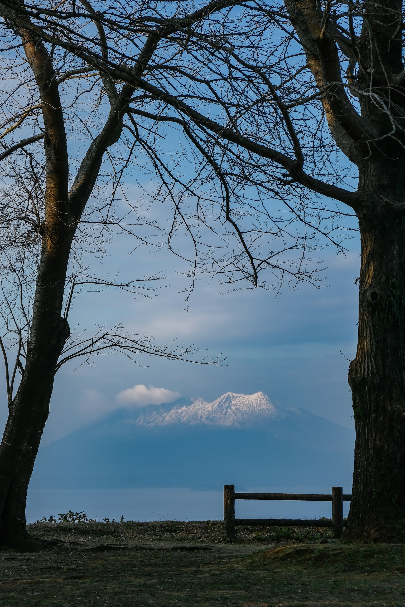 光秃的树木间可见雪山和宁静的天空