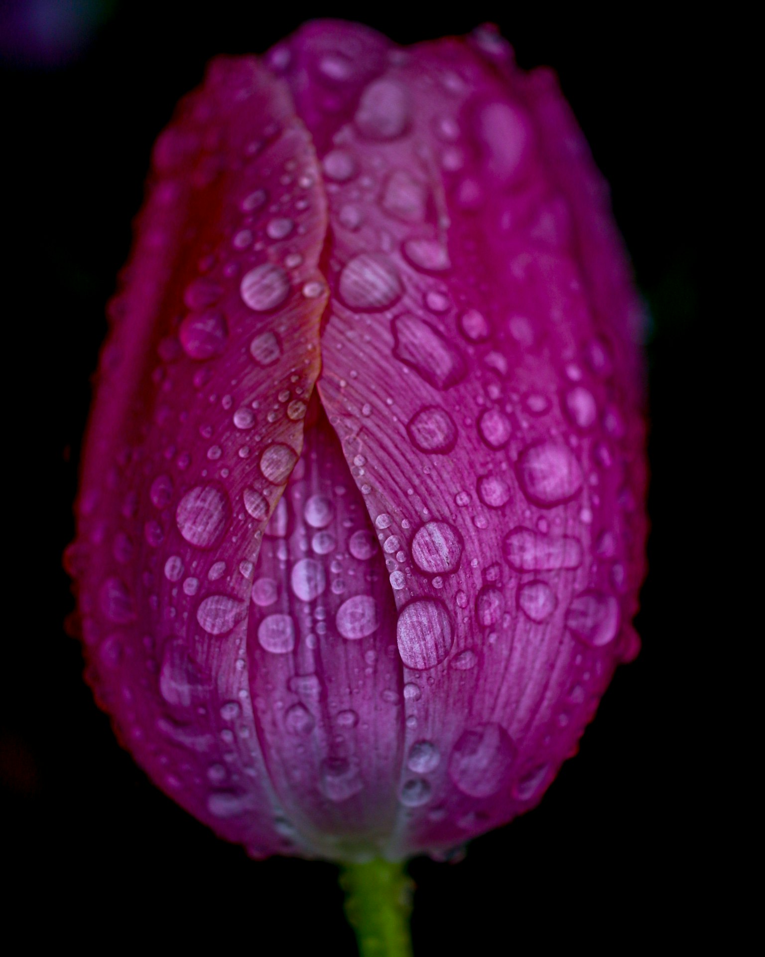 Un primer plano de un tulipán púrpura con gotas de agua en sus pétalos sobre un fondo negro