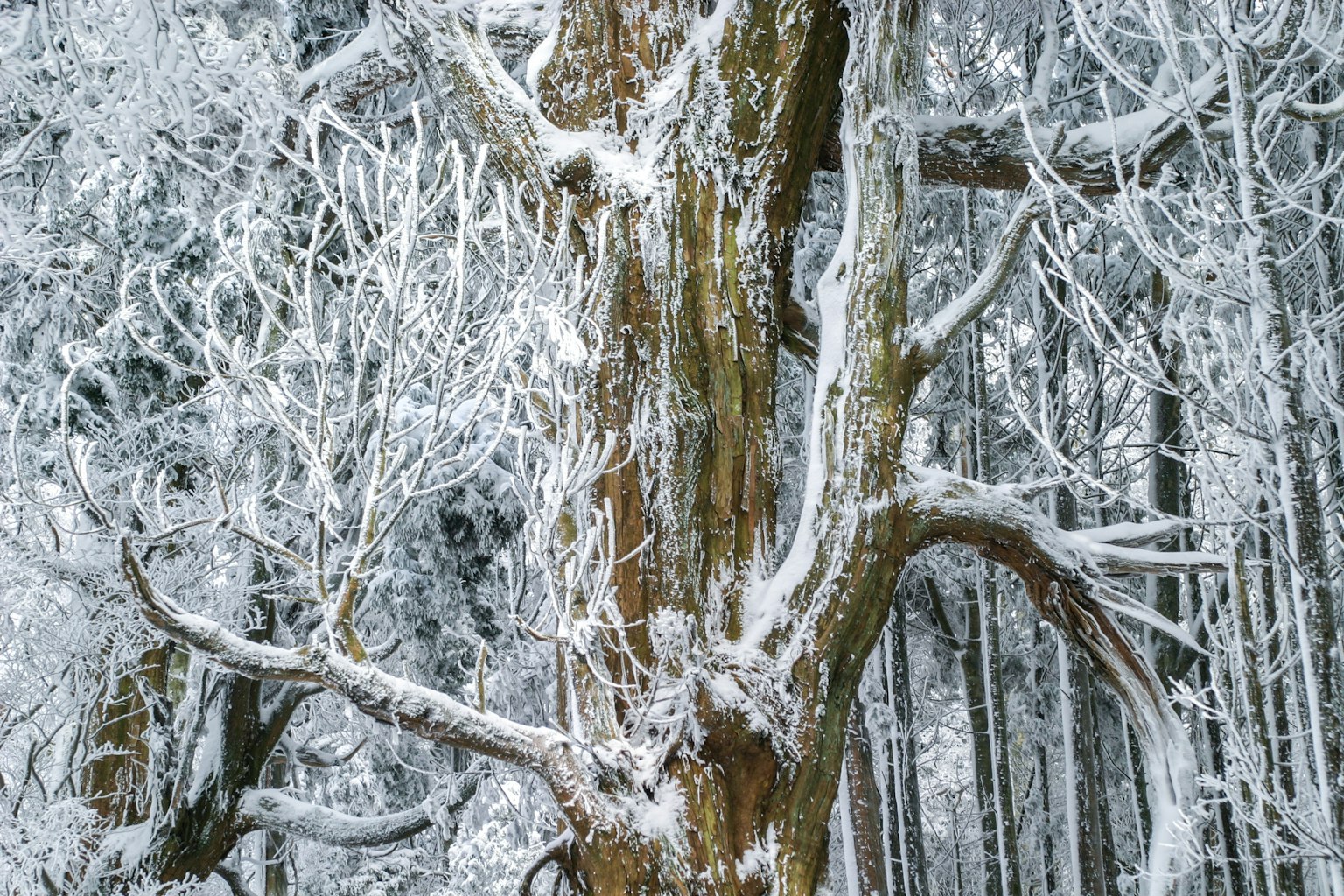 Un tronco d'albero e rami coperti di neve creano una bella scena invernale