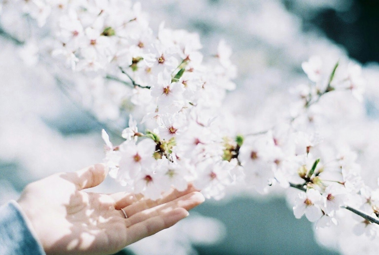 Eine Hand berührt Kirschblüten