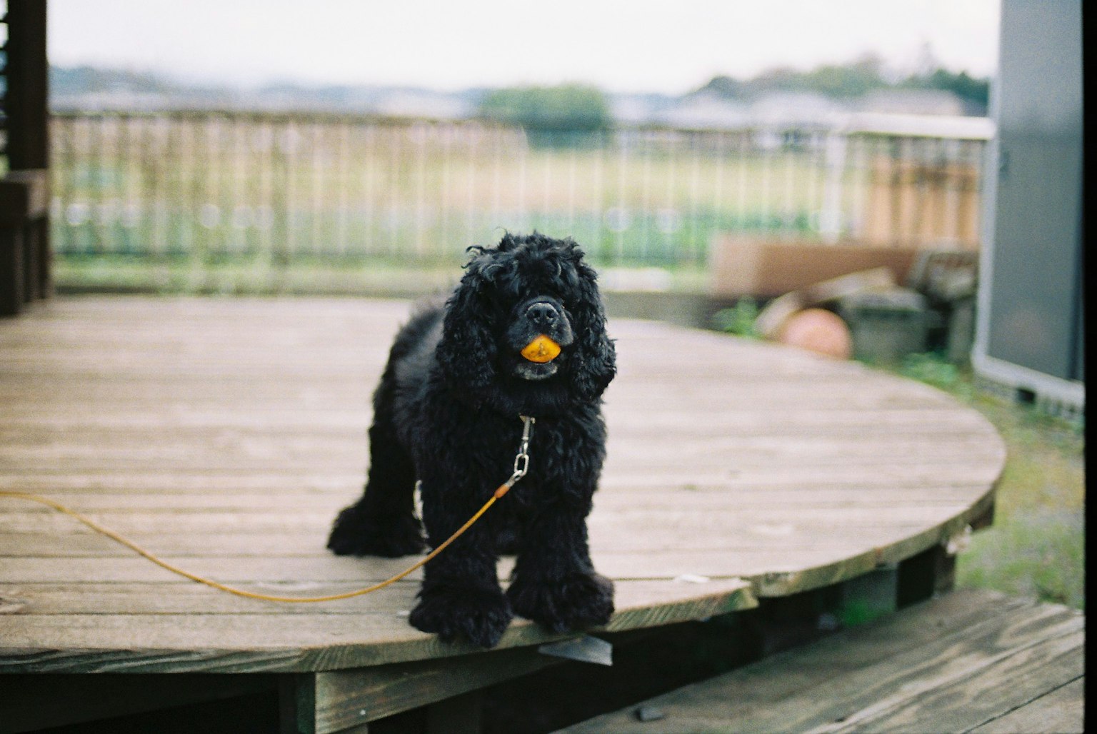 Chien noir tenant une balle orange dans sa bouche