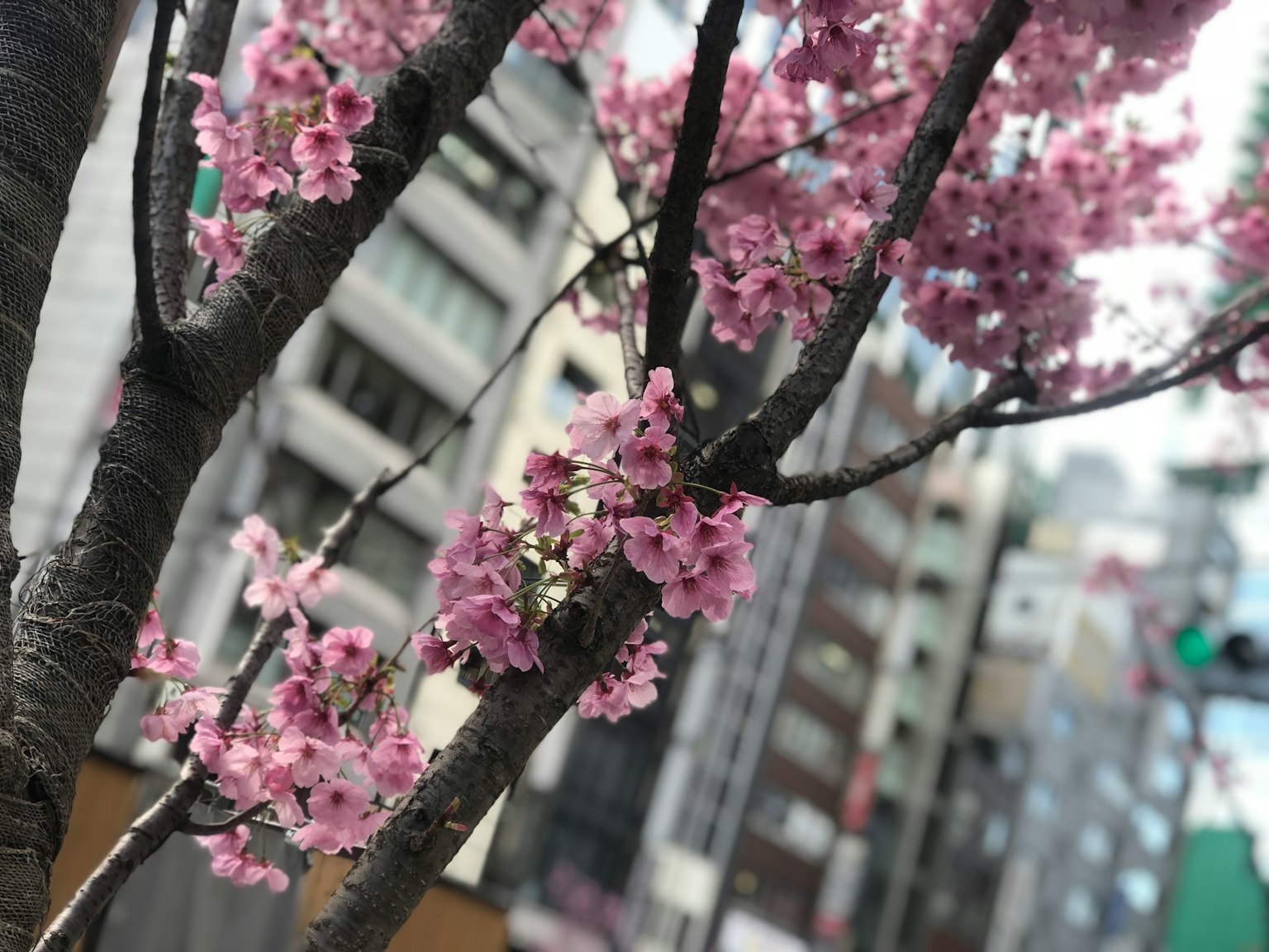 Kirschbaum mit rosa Blüten vor einer Stadtlandschaft