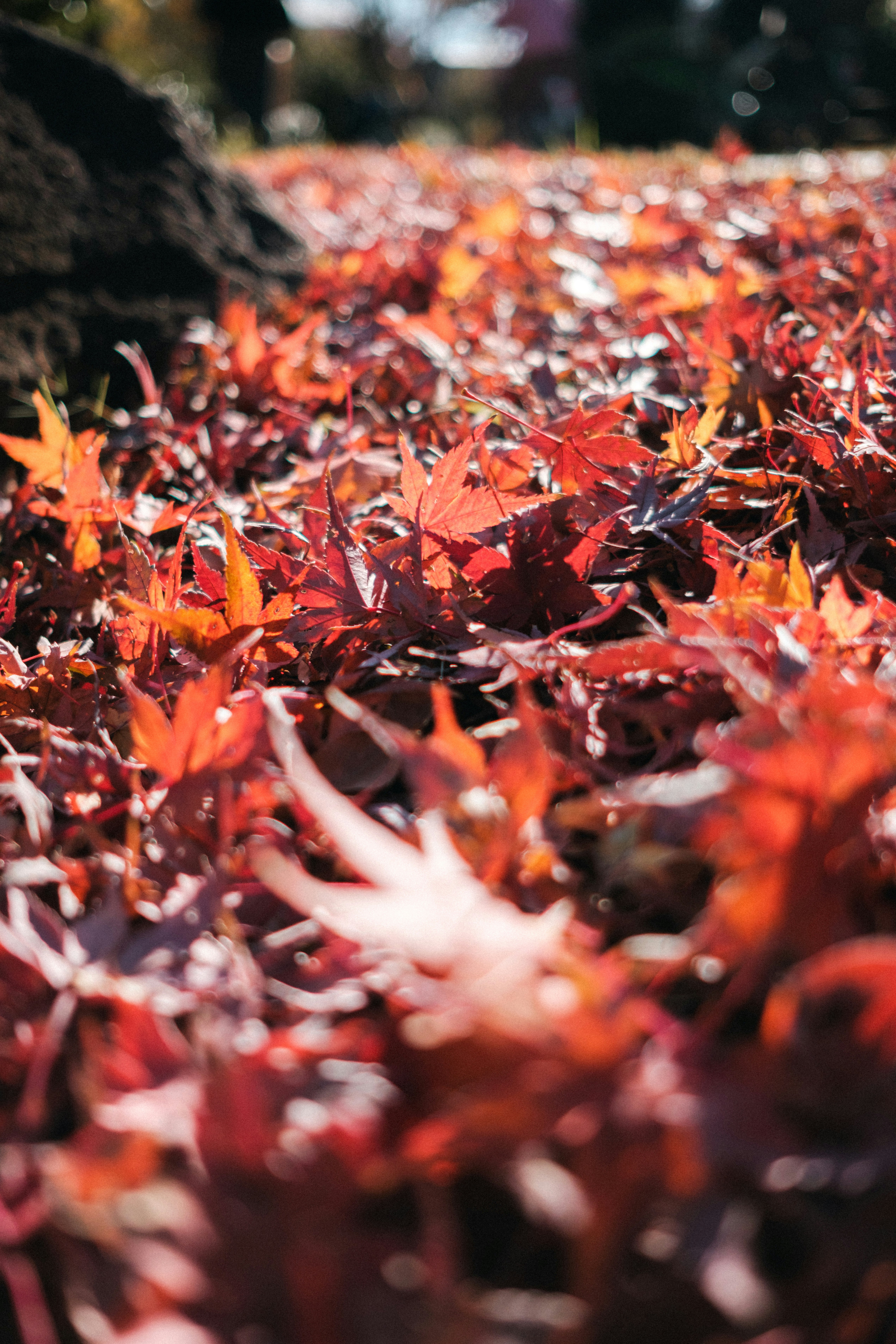 A carpet-like spread of red fallen leaves