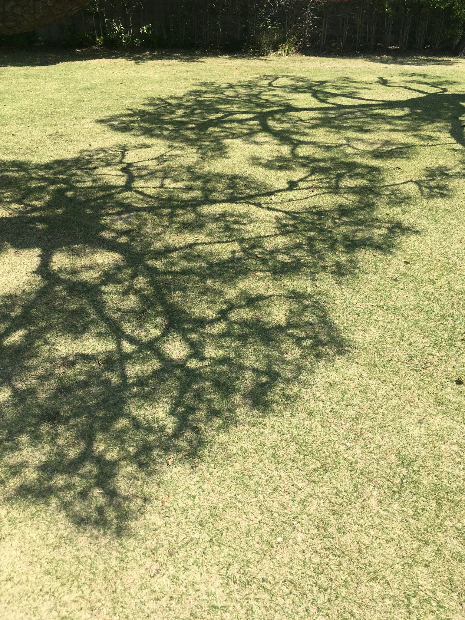 Schönes Muster von Baum Schatten auf grünem Gras
