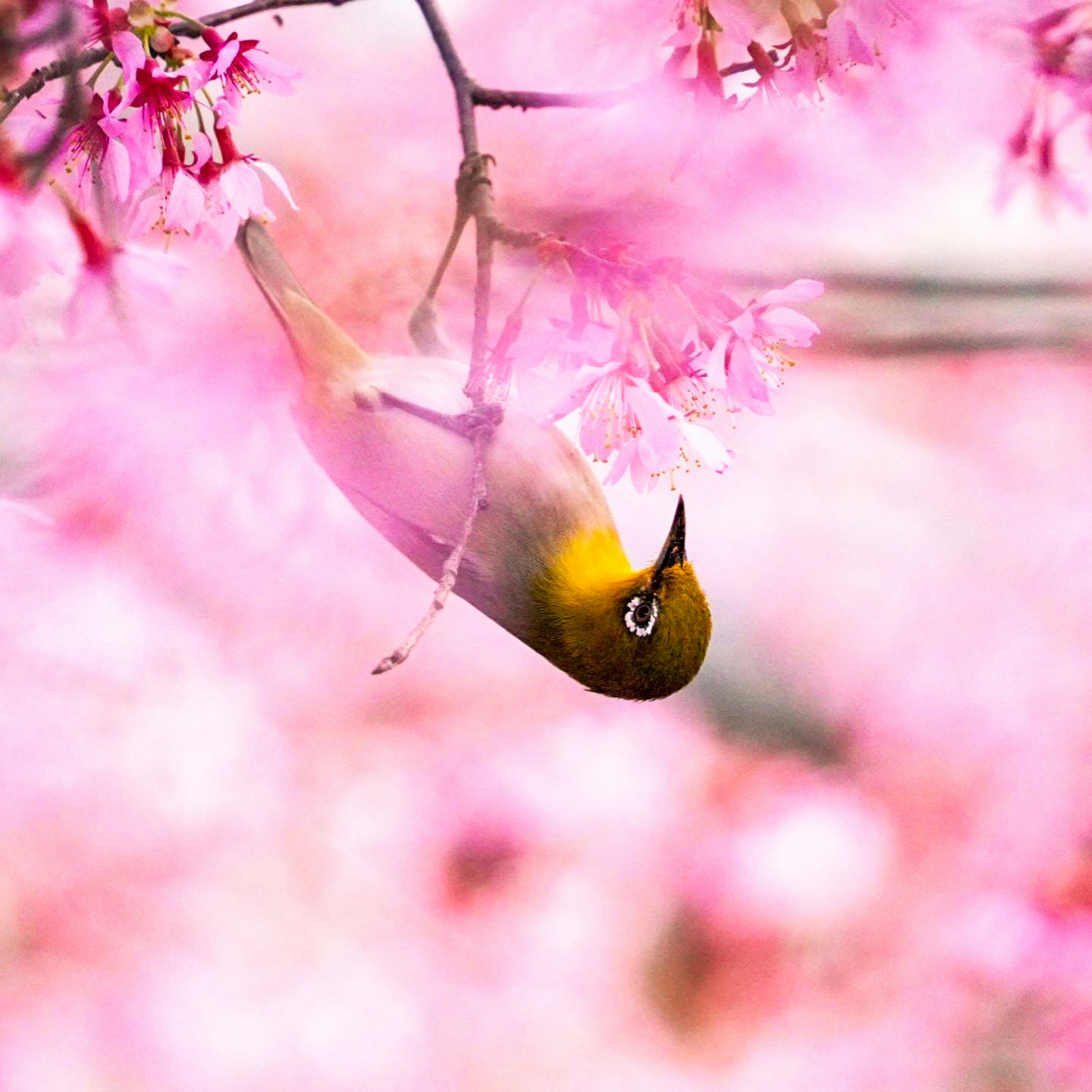 petit oiseau suspendu parmi des fleurs roses