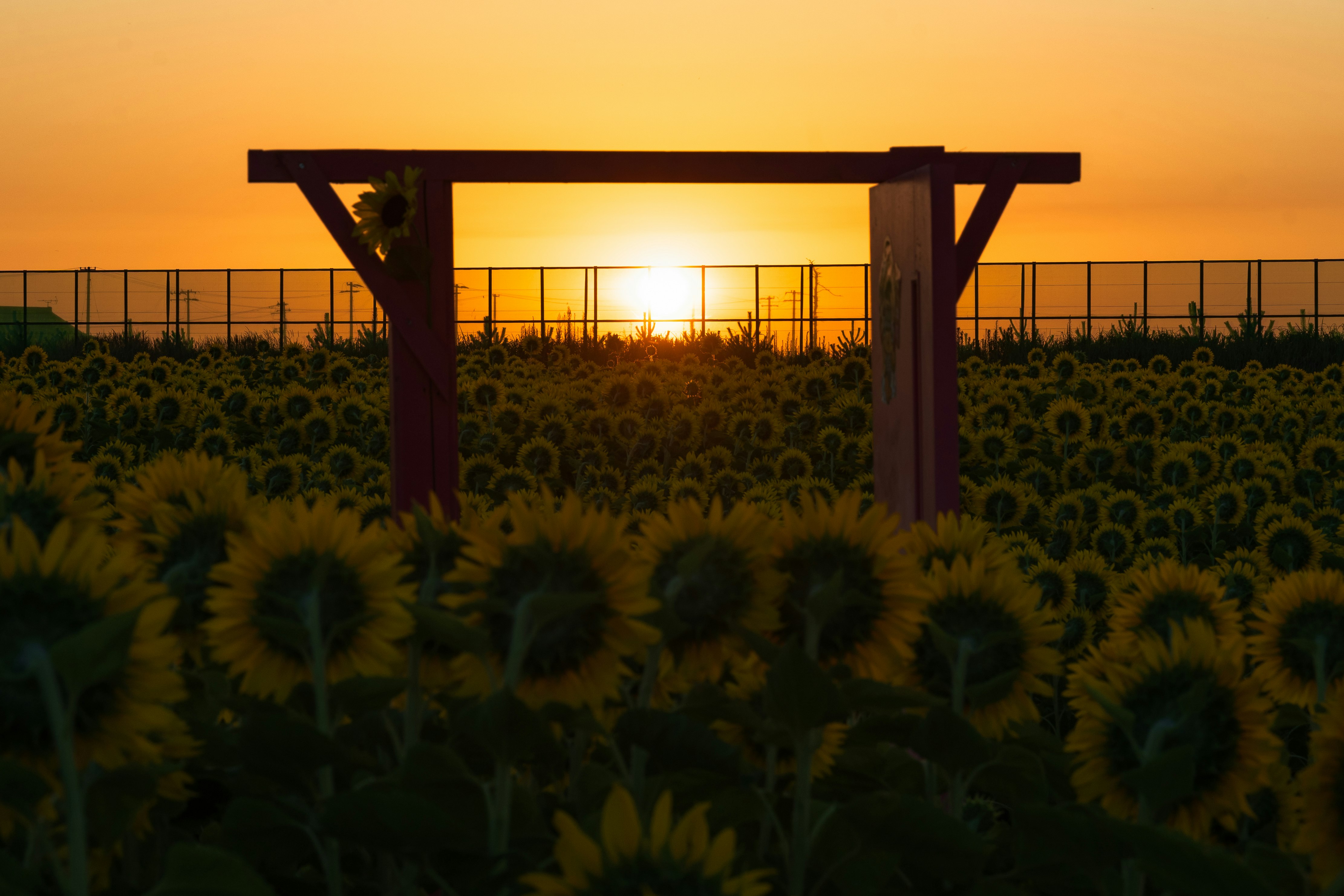 ひまわり畑の夕暮れに立つ木製の門