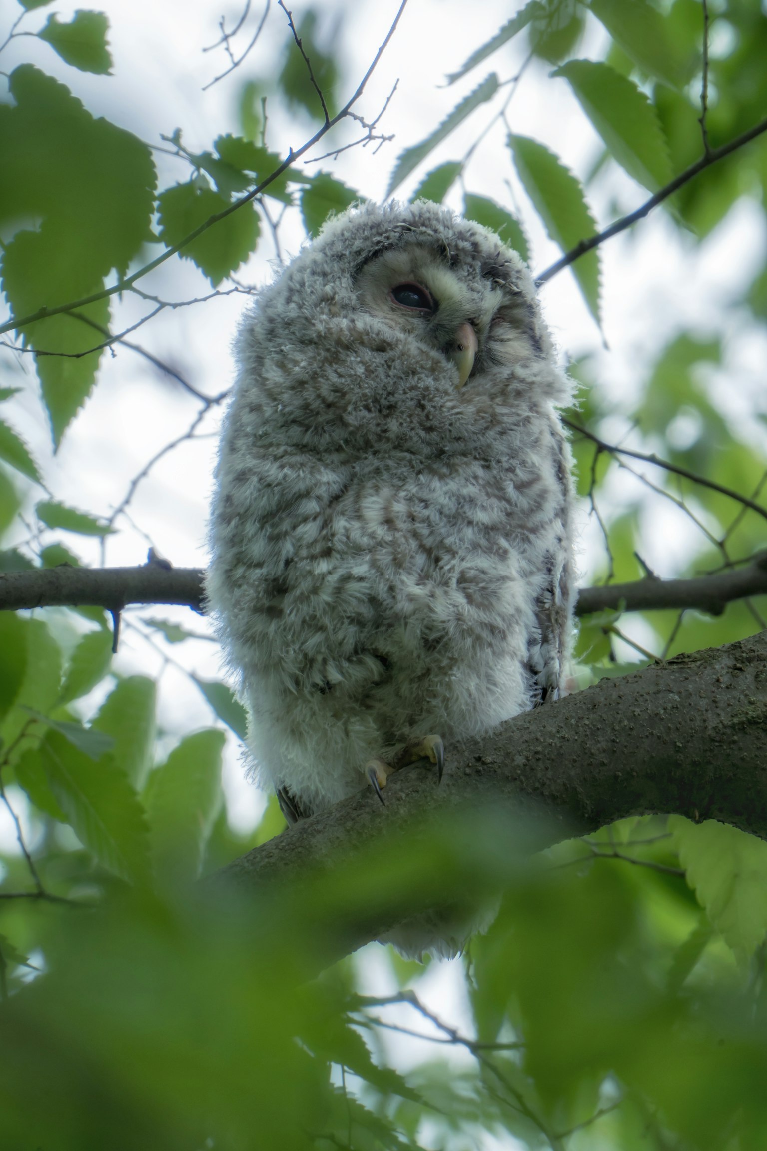 A young owl perched on a branch surrounded by green leaves with soft feathers